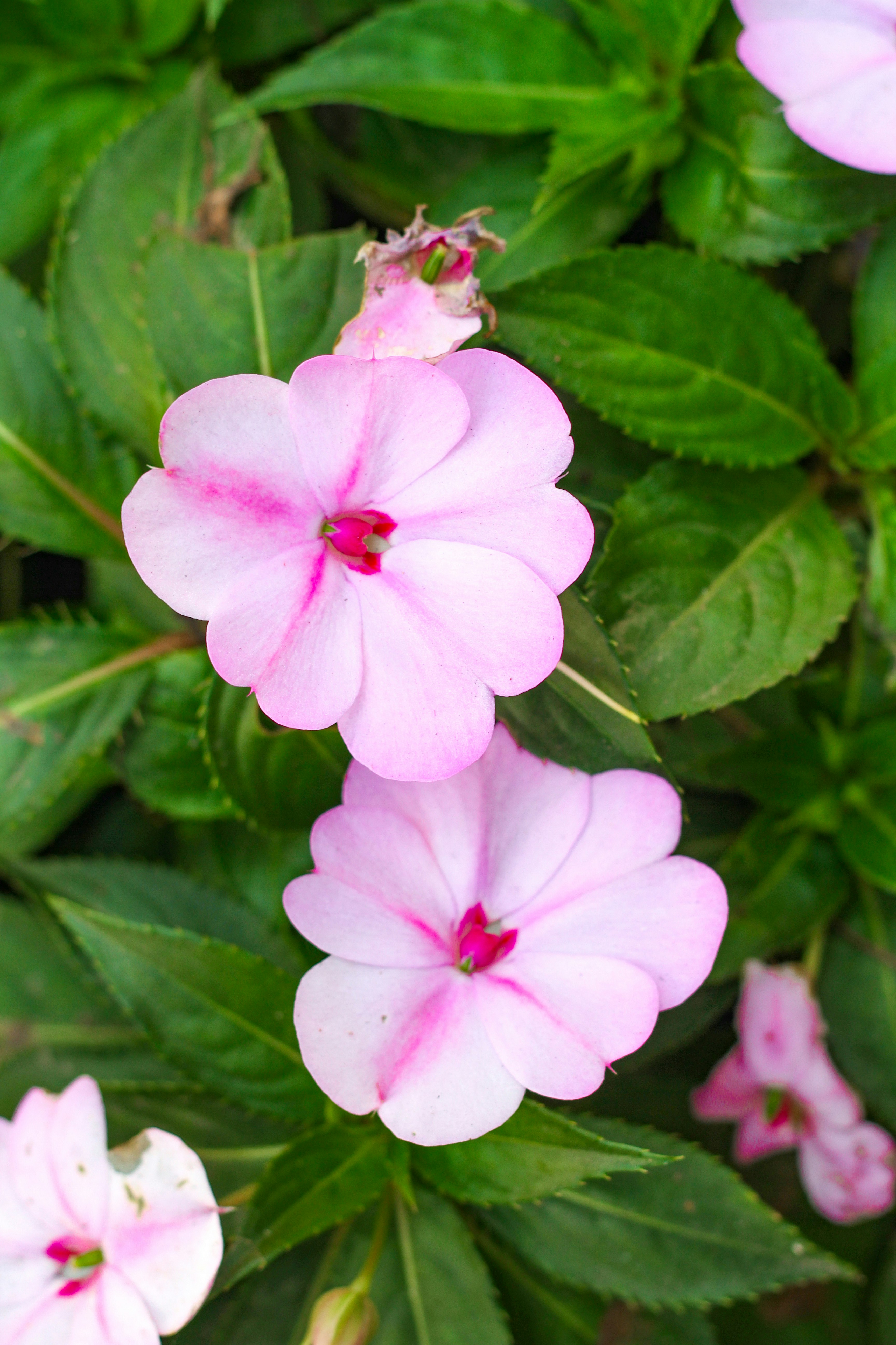 Photo by najoi_designer