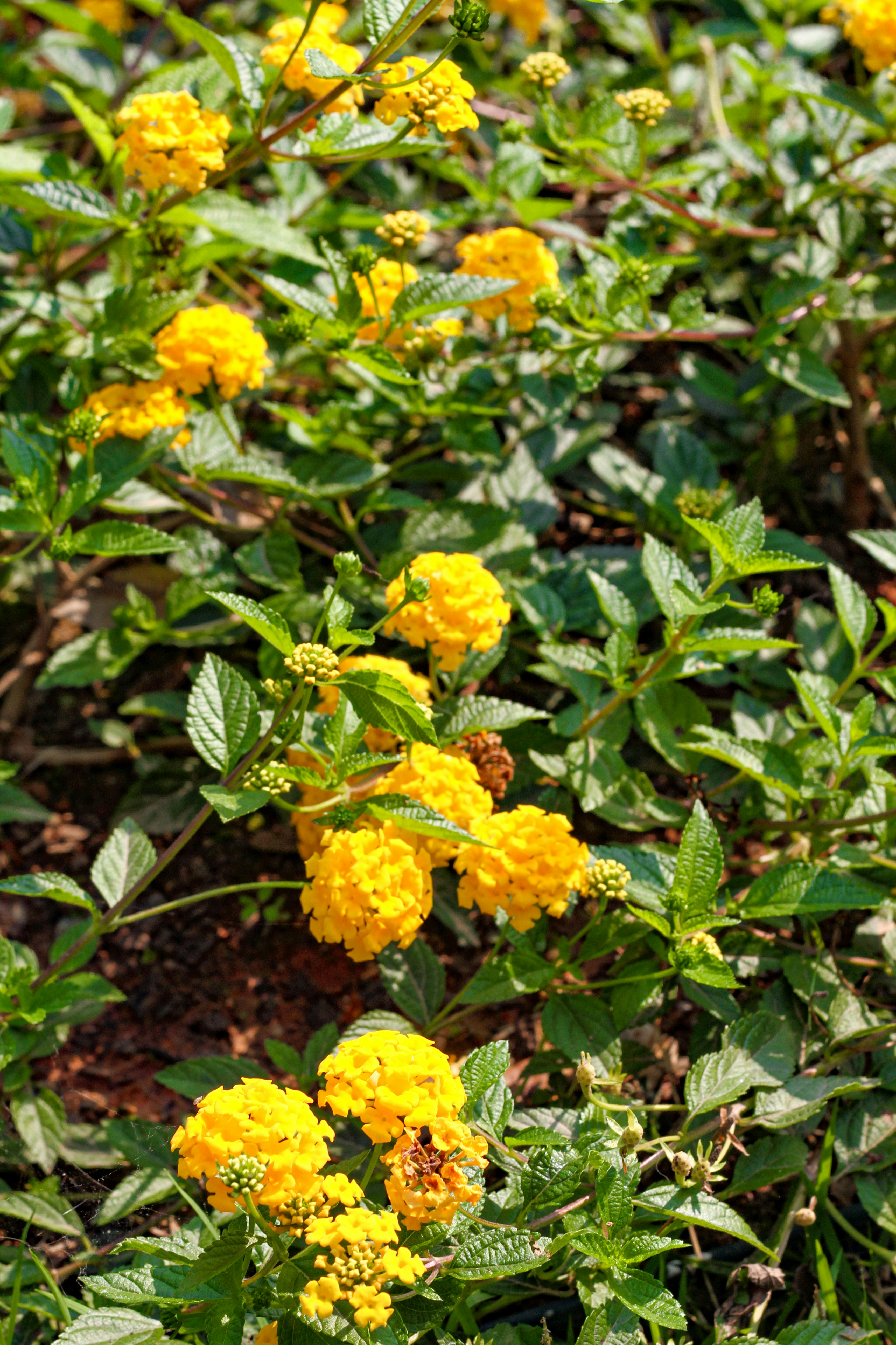 Photo by najoi_designer