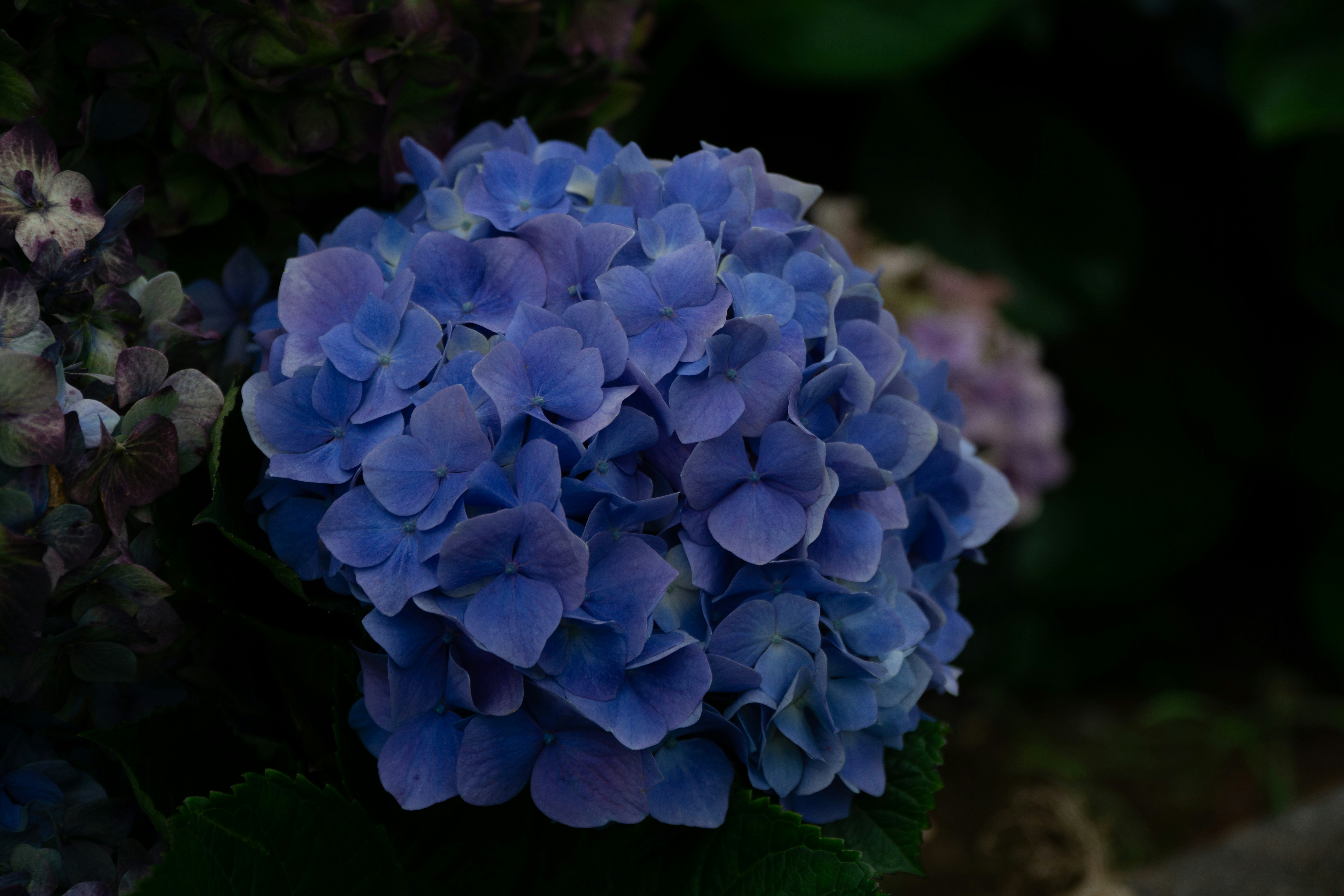 Photo by fanjatastisch