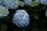 A bunch of blue flowers with green leaves