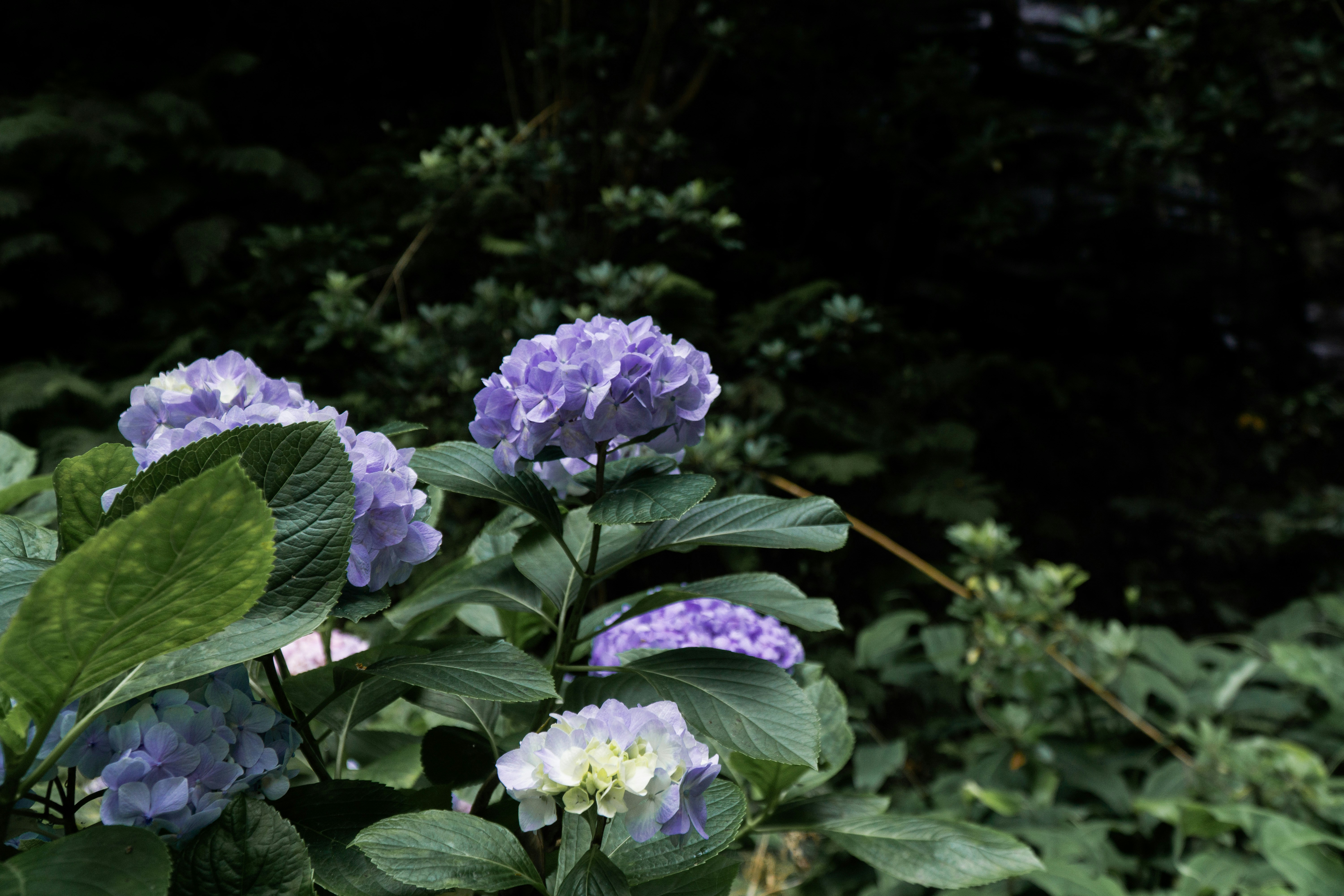 Photo by fanjatastisch