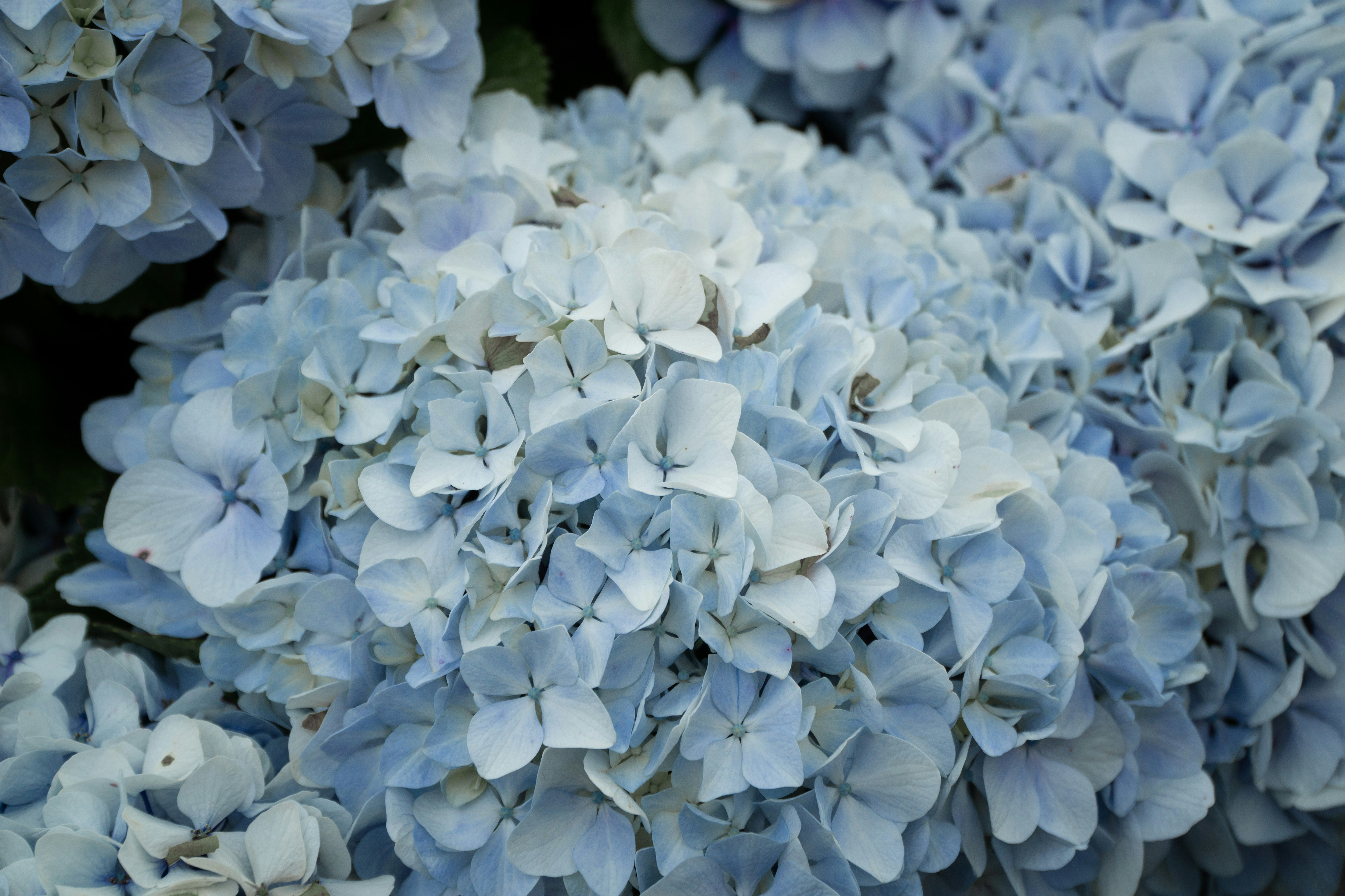 Photo by fanjatastisch