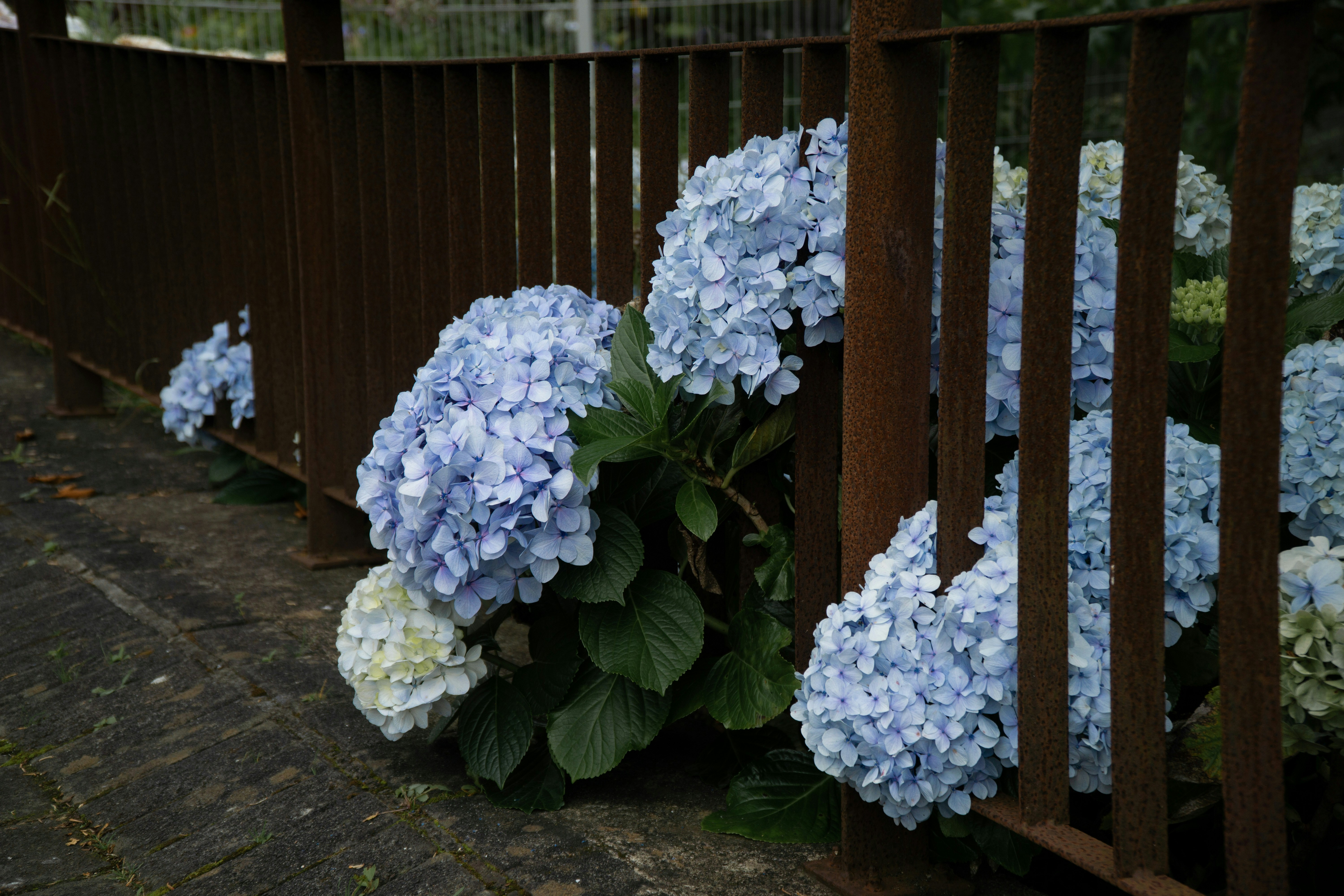 A bunch of blue and white flowers on the side of a fence