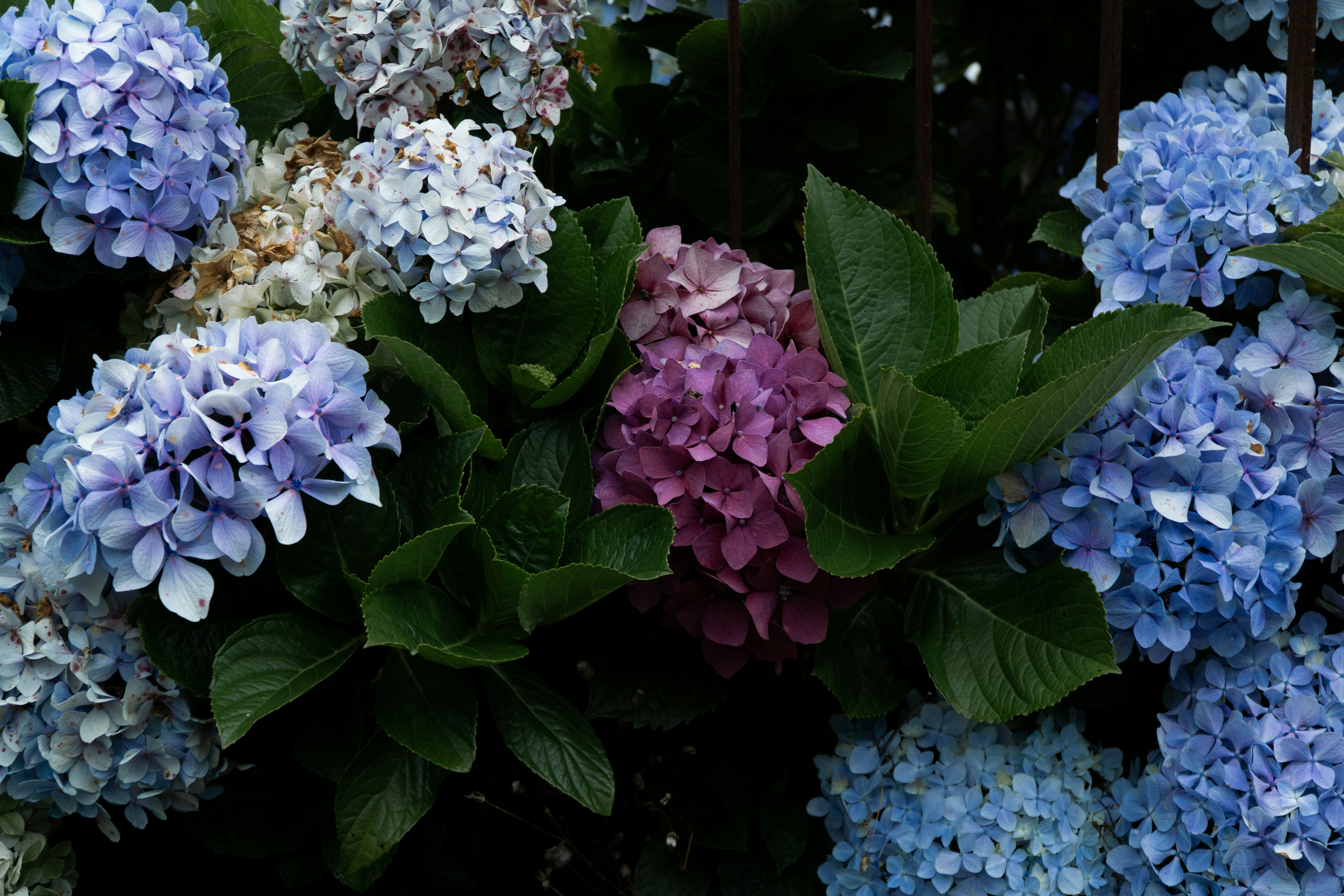 Photo by fanjatastisch