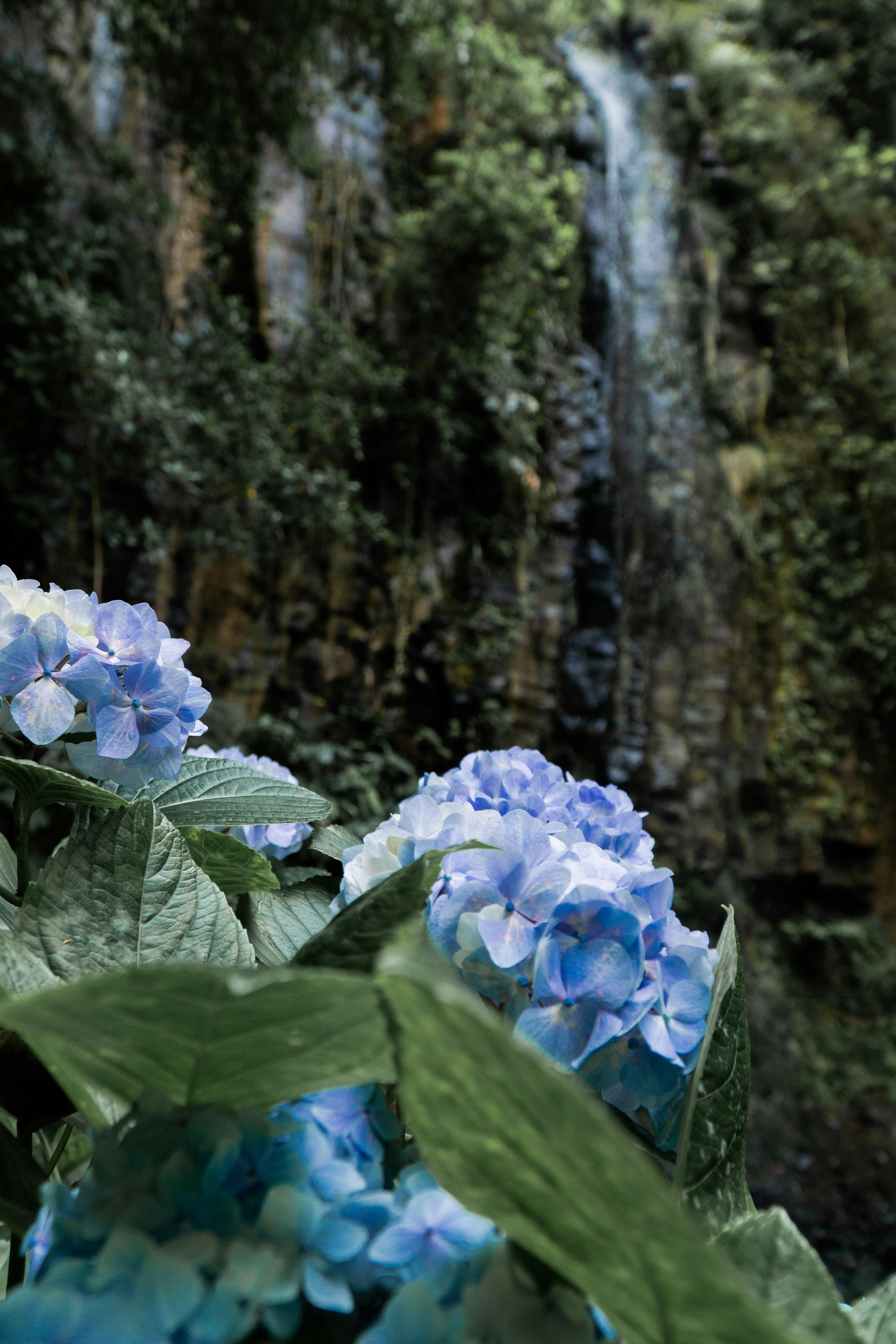 Some blue flowers and a waterfall in the background