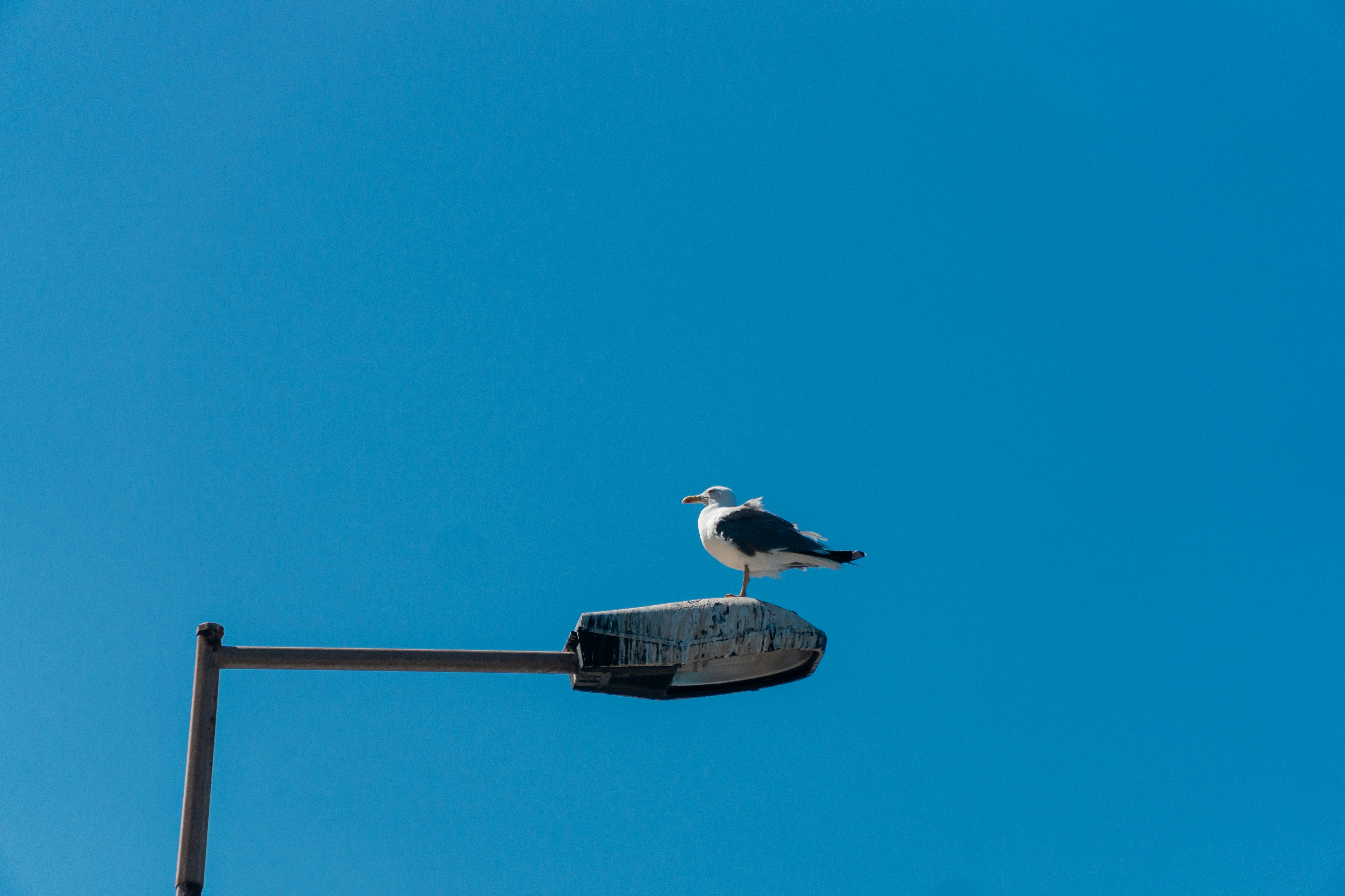 A seagull sitting on top of a street light