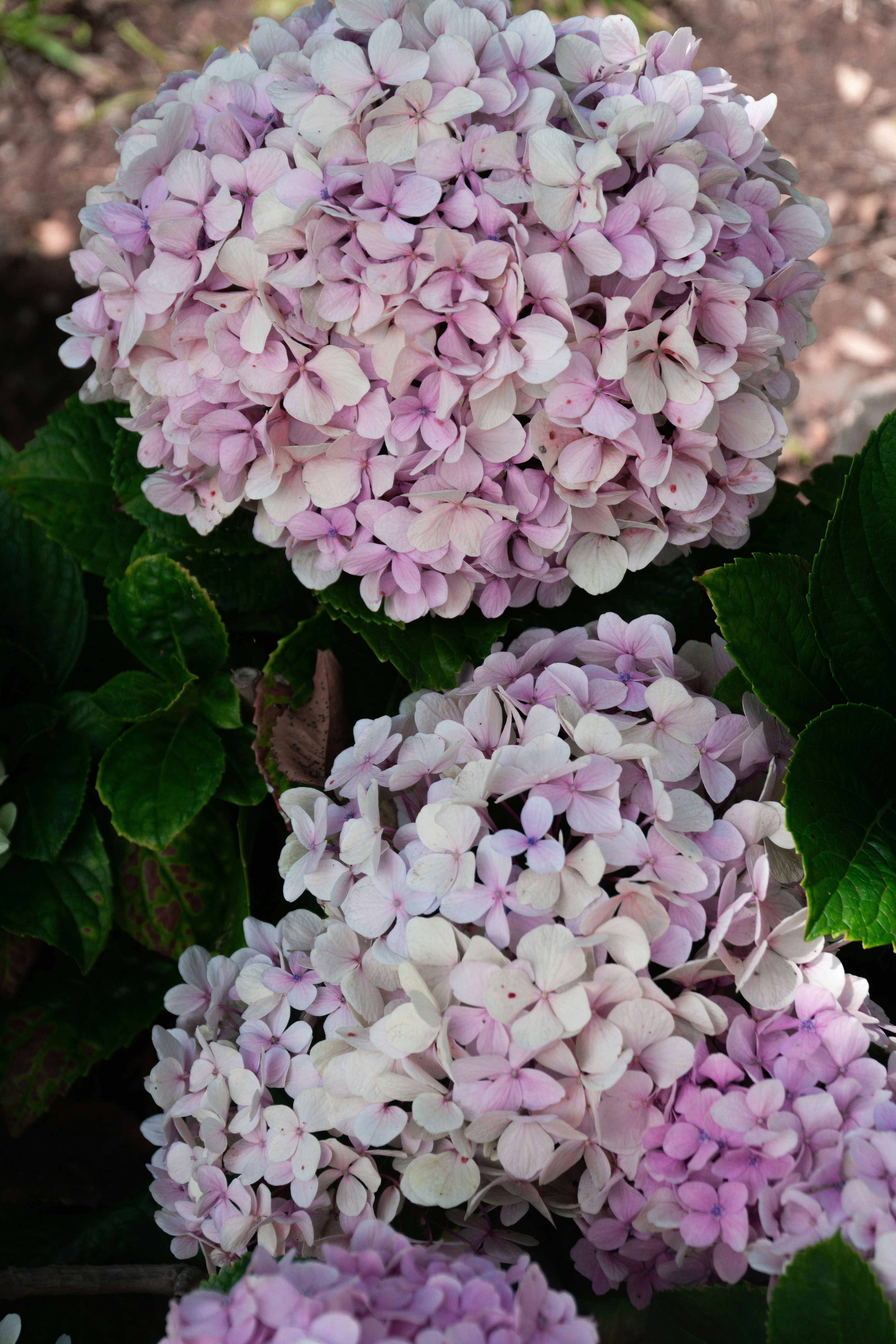 Photo by fanjatastisch