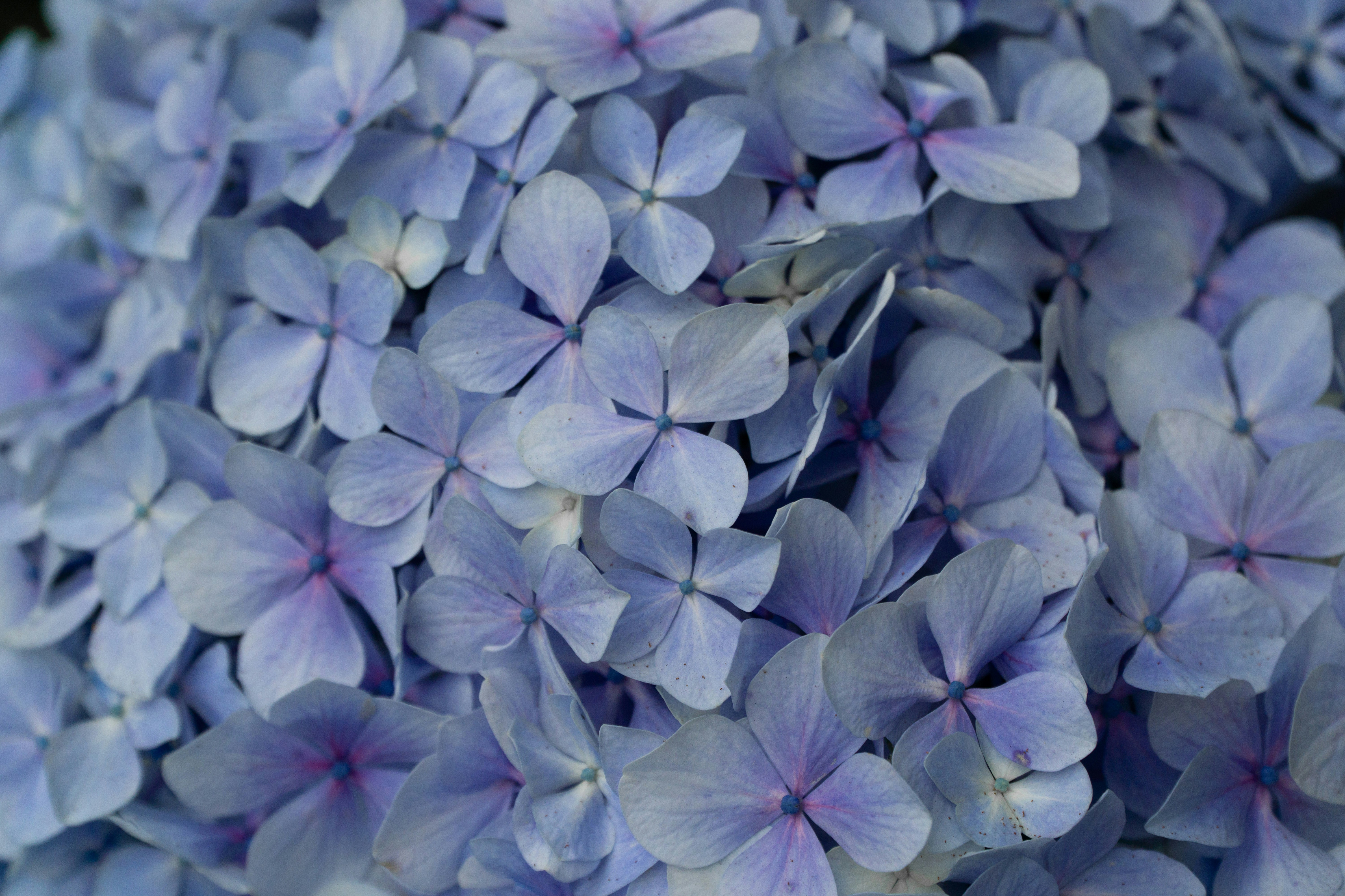 Photo by fanjatastisch