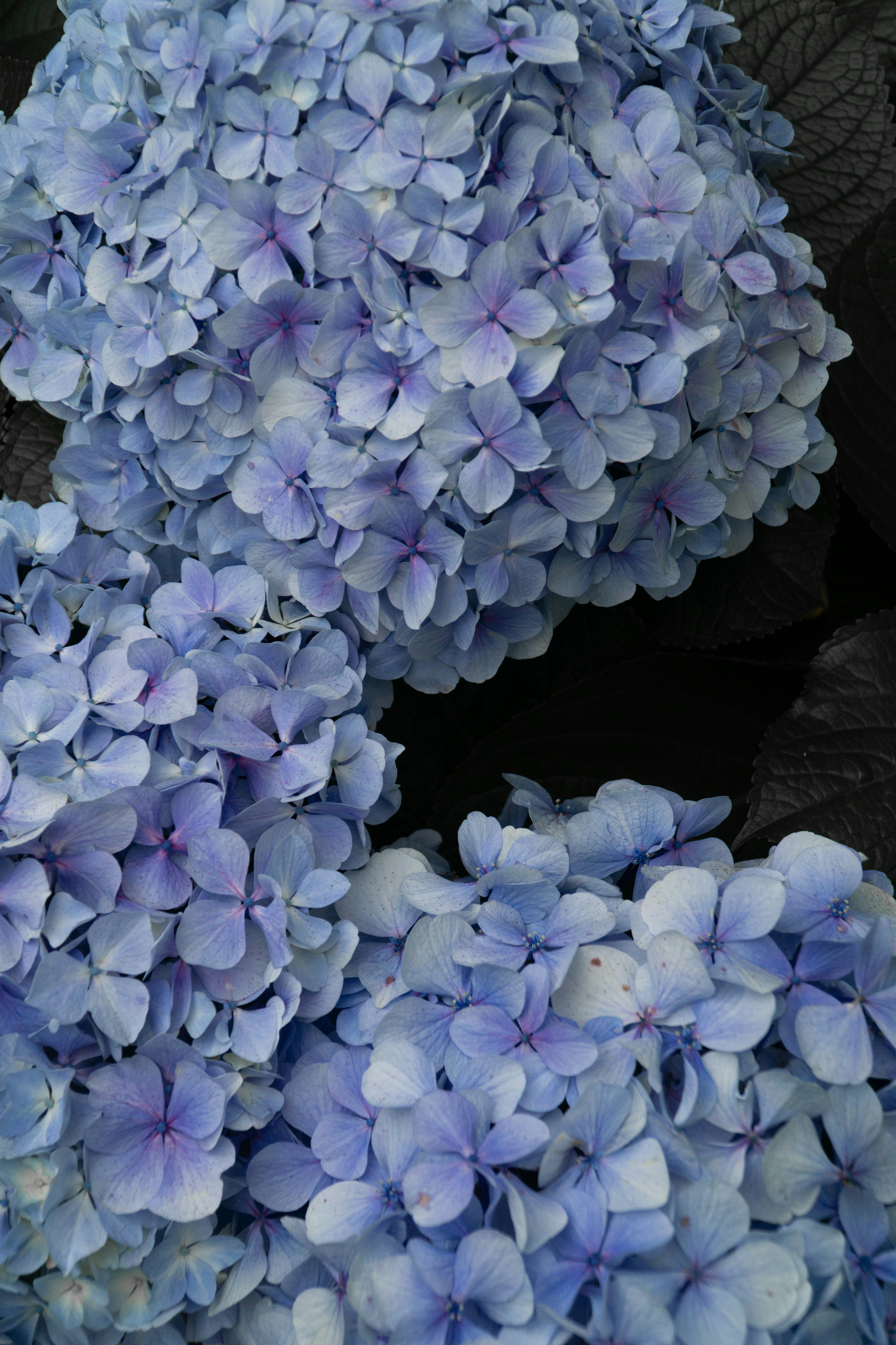 A close up of a bunch of blue flowers