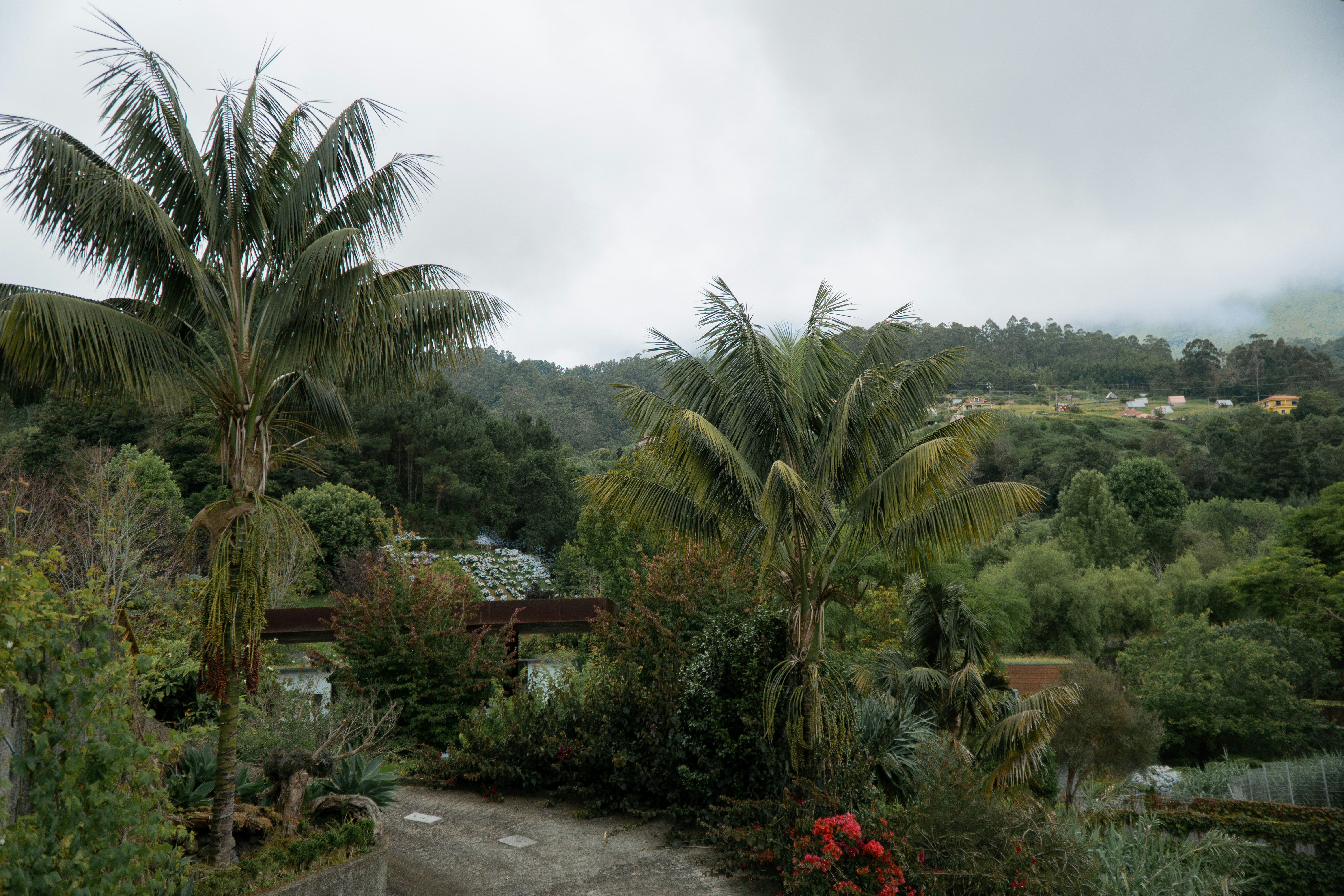 A road surrounded by trees and bushes on a cloudy day