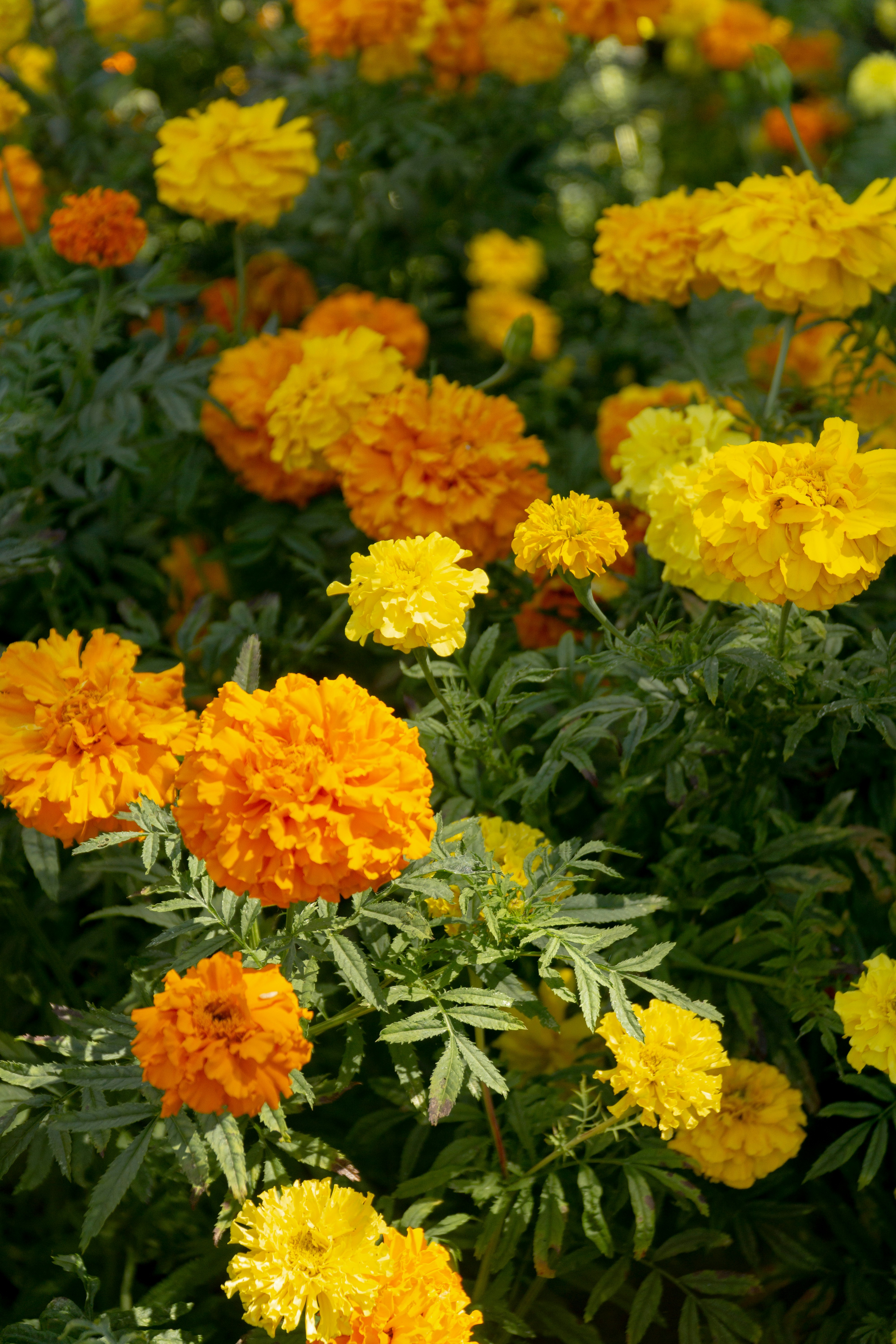 Photo by fanjatastisch