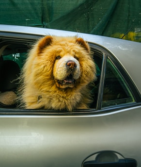 A dog sticking its head out of a car window