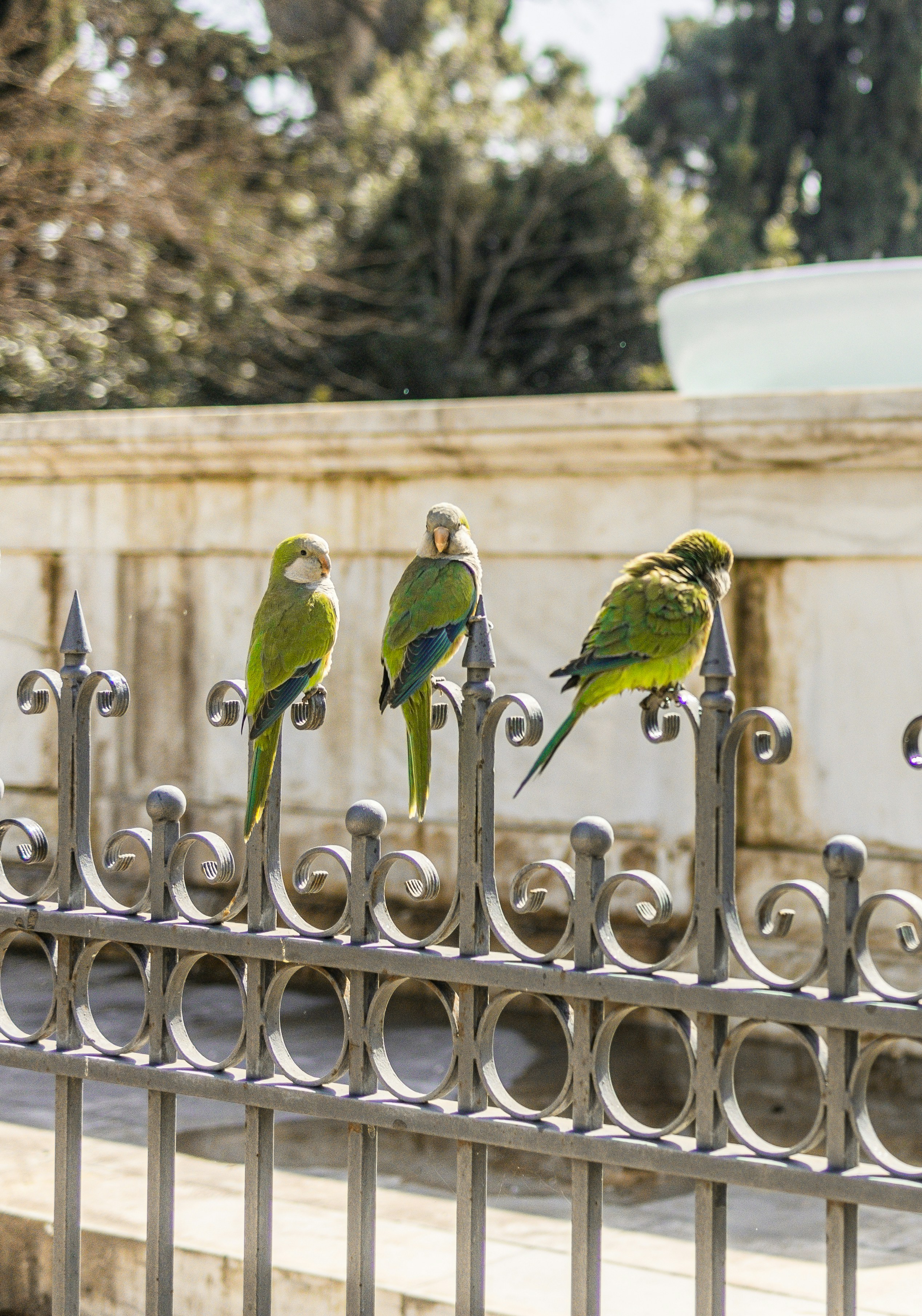 Tehran Birds Garden photo 2