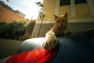 A cat sitting on the hood of a car