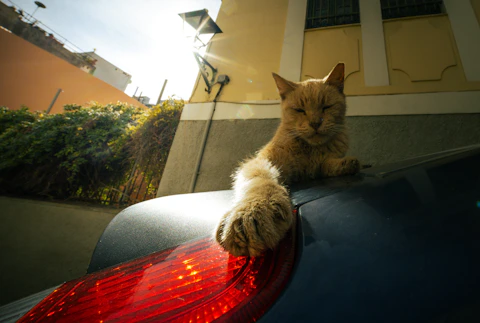 A cat sitting on the hood of a car