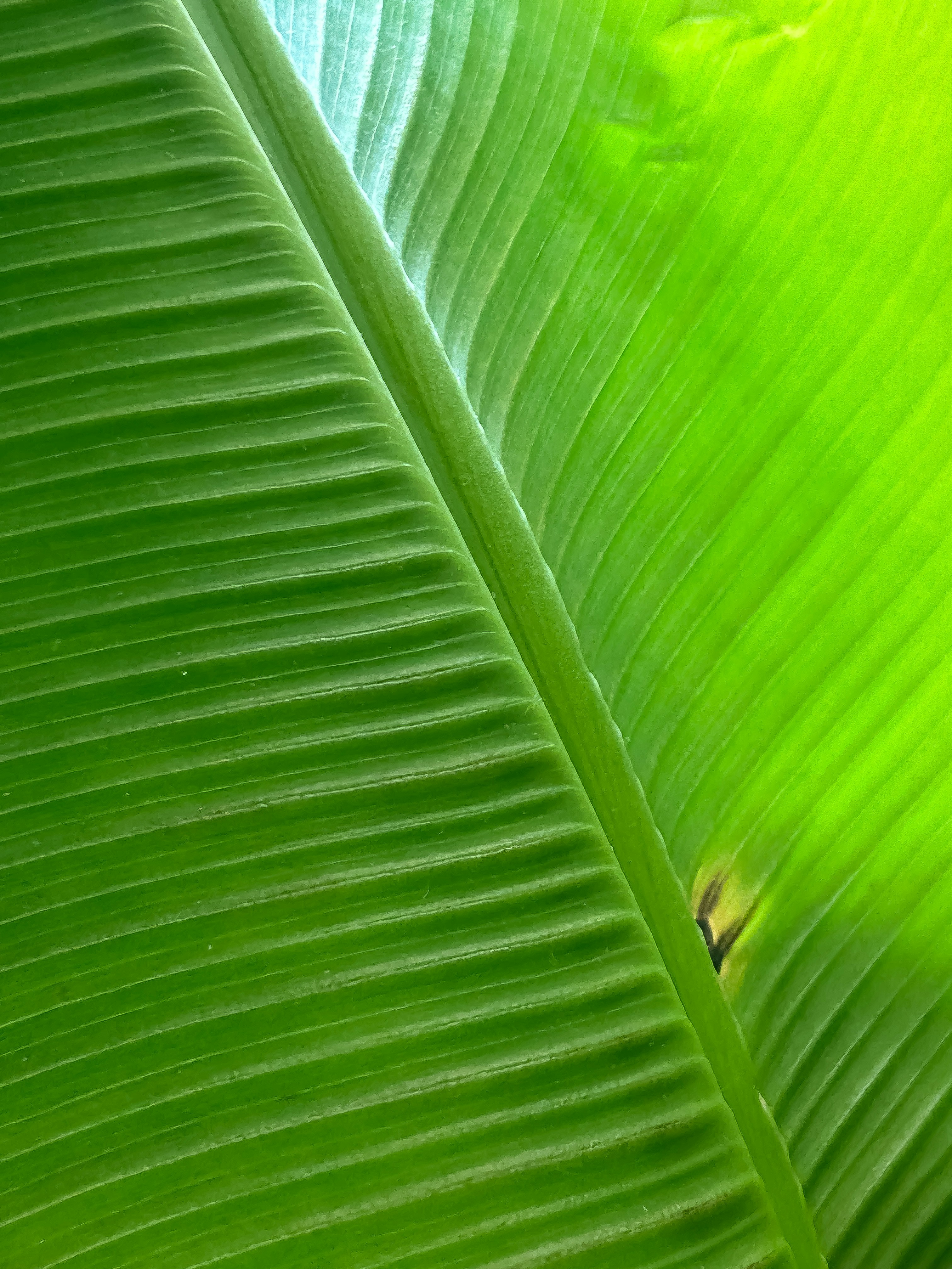 Banana plant stem with large green leaves, tropical agricultural plant
