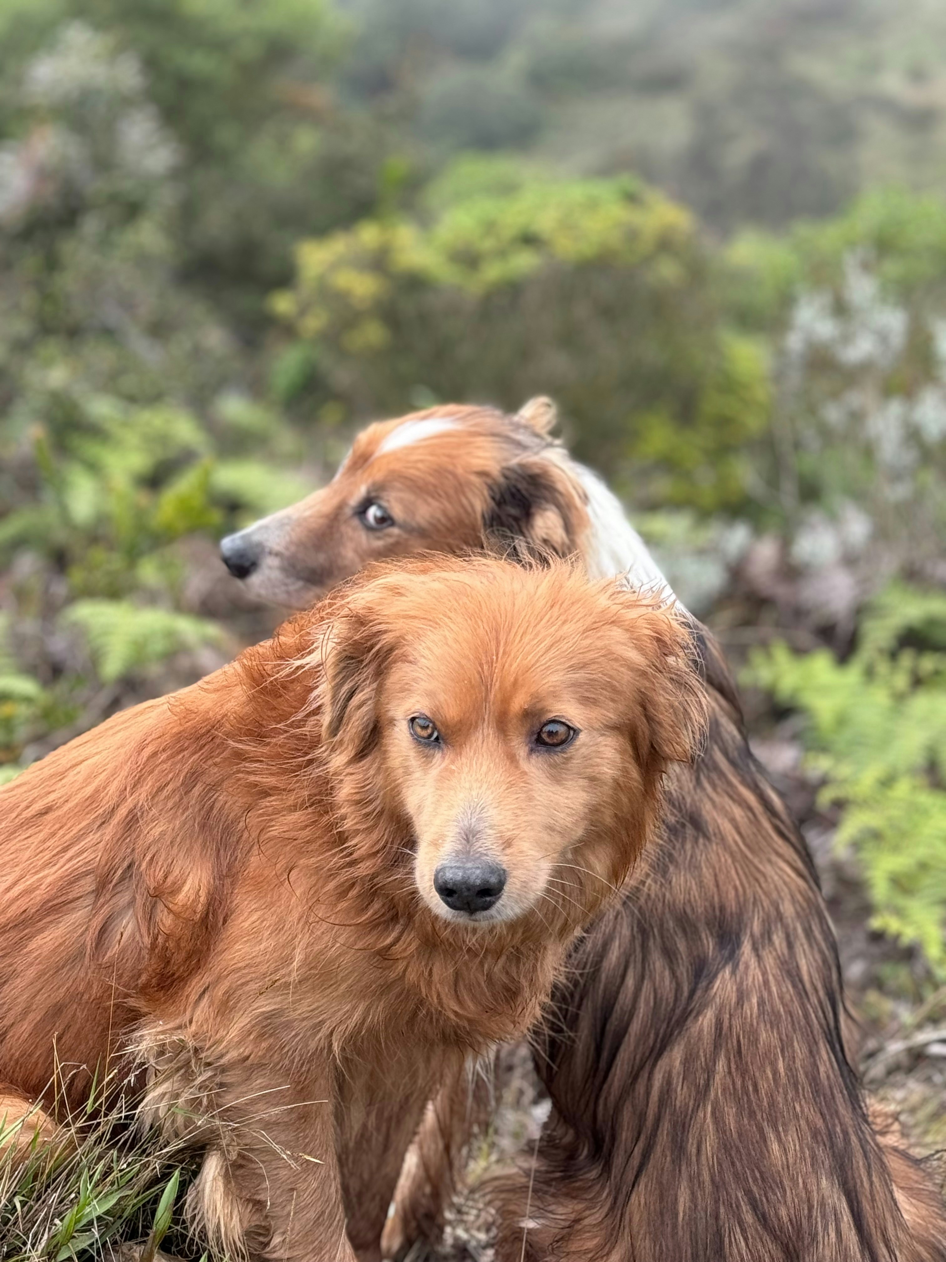 Two dogs sitting together in a bright outdoor setting looking at camera