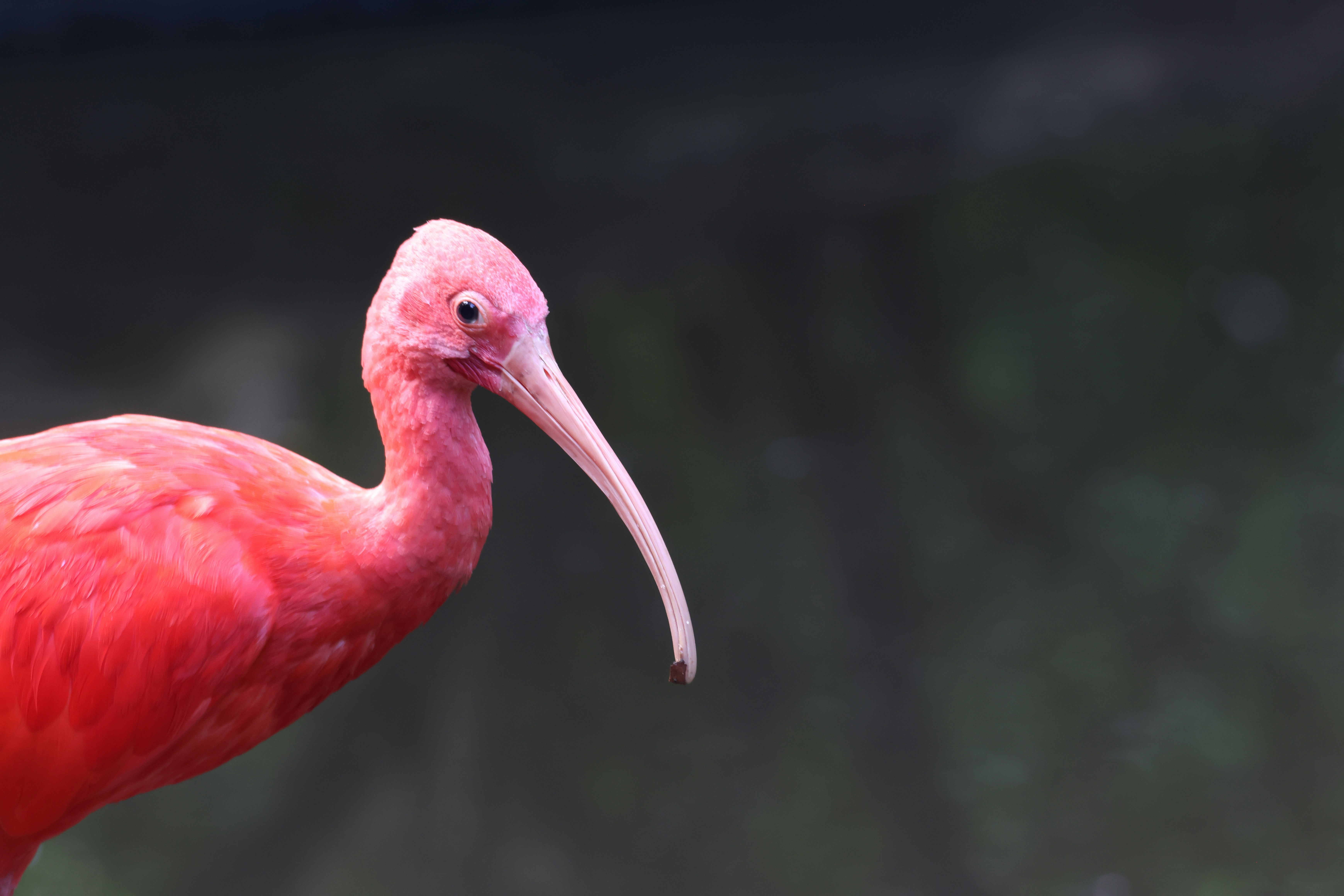 ピンクの鳥 EEfxprBVAAA03HV.jpg?format=jpg