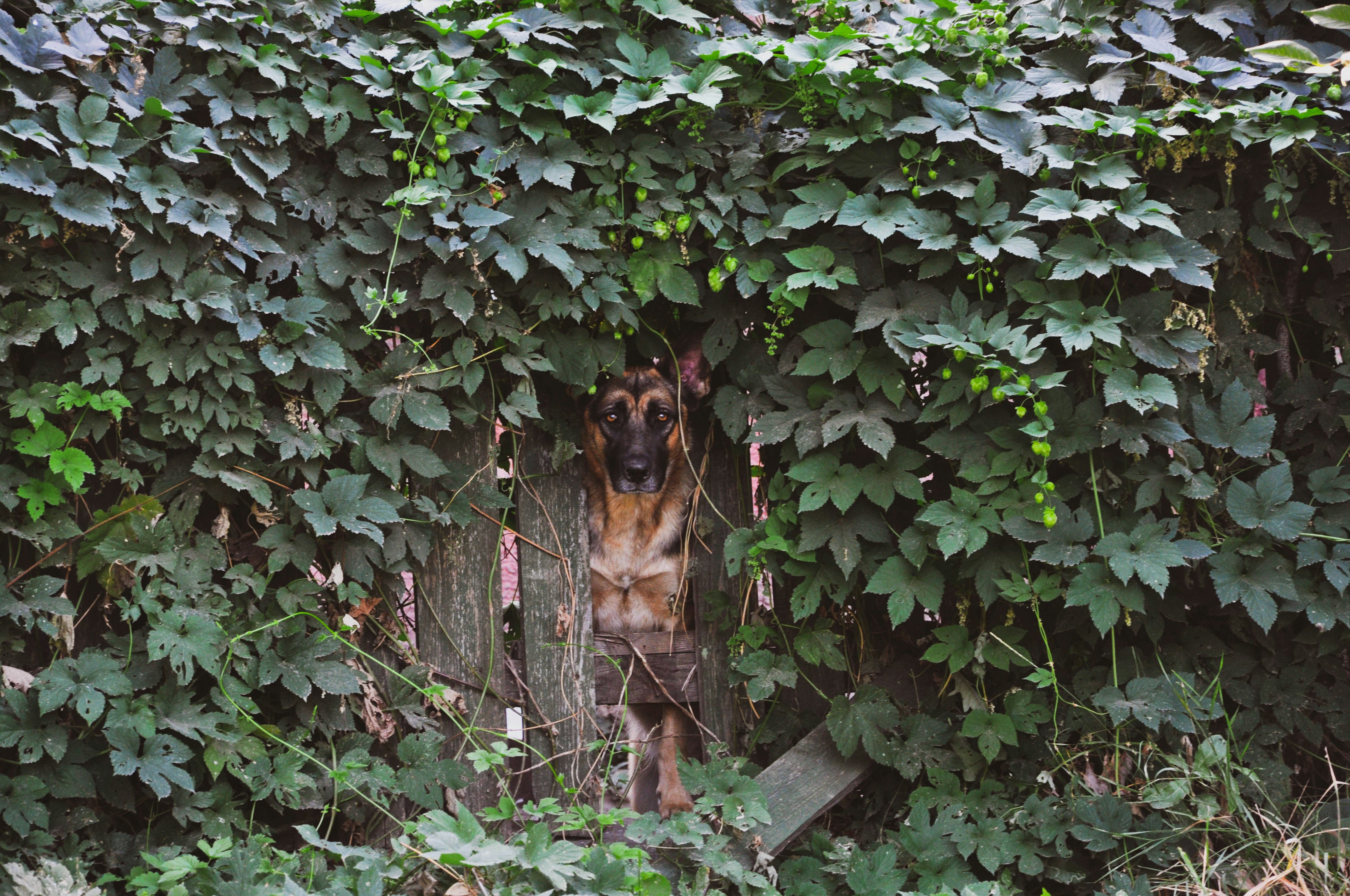 Can Dogs Get Poison Ivy?