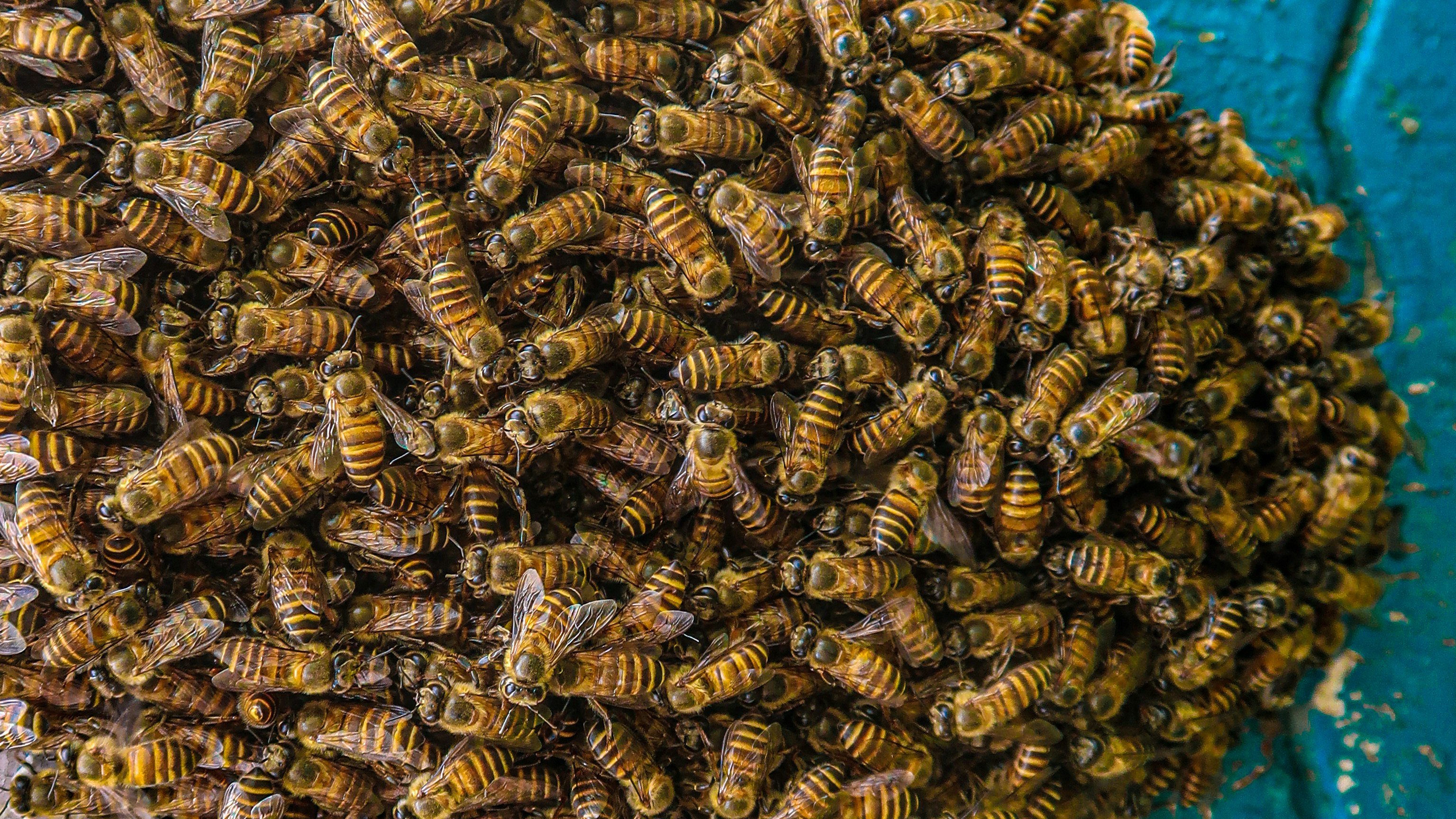 photo 1722878731252 07c6219eca1e?crop=entropy&cs=tinysrgb&fit=max&fm=jpg&ixid=M3w1MjQ0NjR8MHwxfHNlYXJjaHw5fHxQZXN0JTIwQ29udHJvbCUyMFNlcnZpY2UlMjBTYWdpbmF3JTIwTWljaGlnYW58ZW58MHwwfHx8MTc2MDMxNzIyNXww&ixlib=rb 4.1