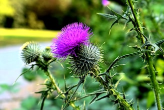 A close up of a purple flower near a body of water