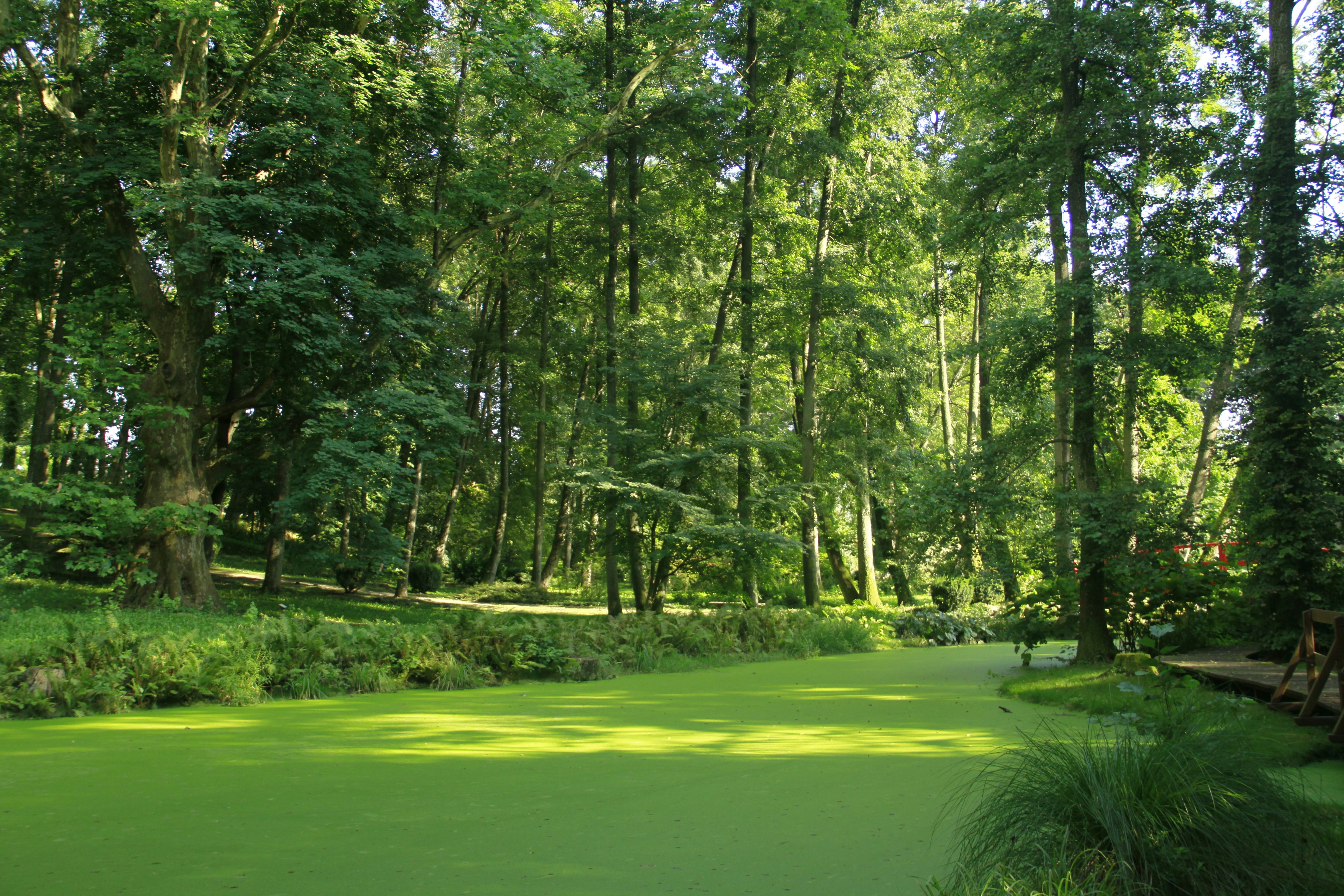 A lush green forest filled with lots of trees