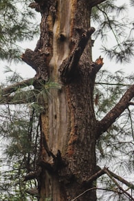 A large tree with a bird perched on it's back