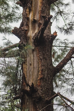 A large tree with a bird perched on it's back