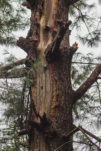 A large tree with a bird perched on it's back