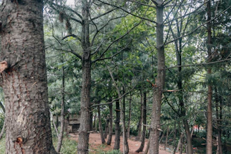 A forest filled with lots of tall trees