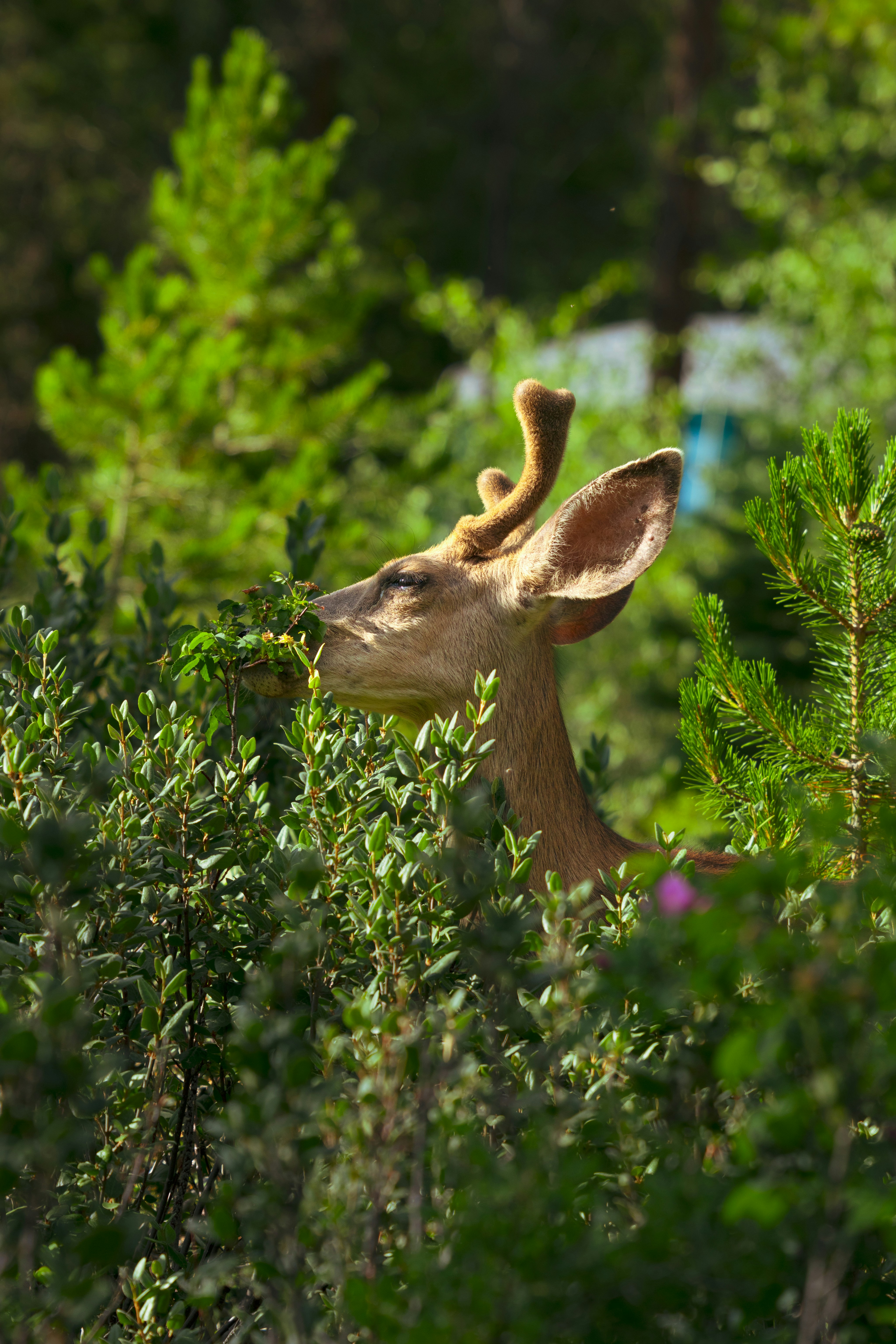 A deer sticking its head out of the bushes