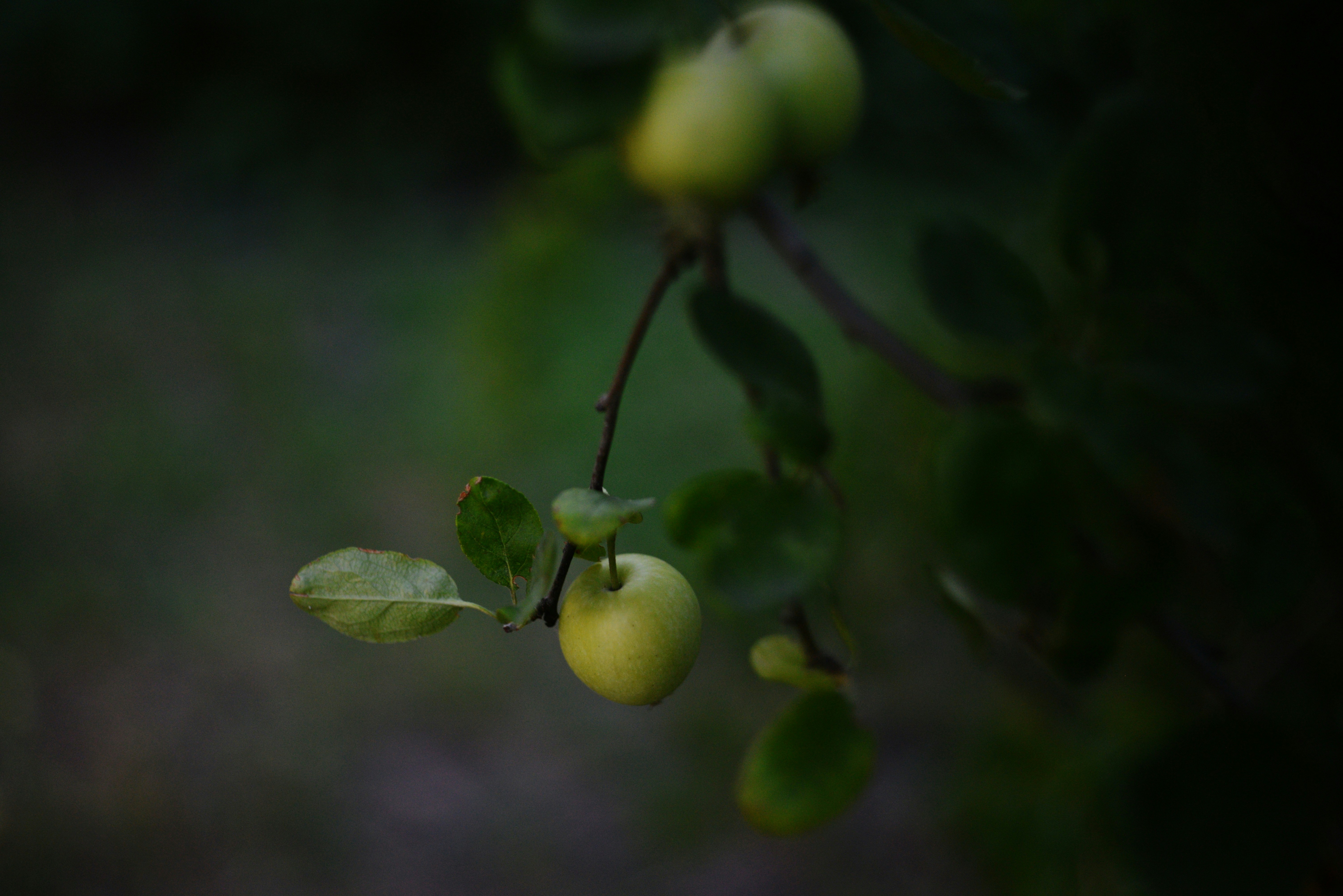 Photo by cherstve_pechivo