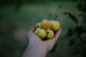 A person holding a bunch of apples in their hand