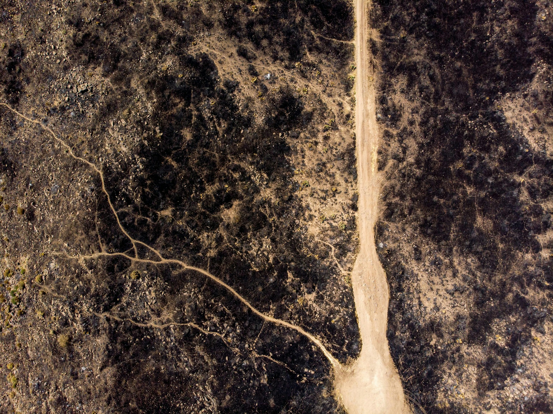 An aerial view of a tree in the middle of a field