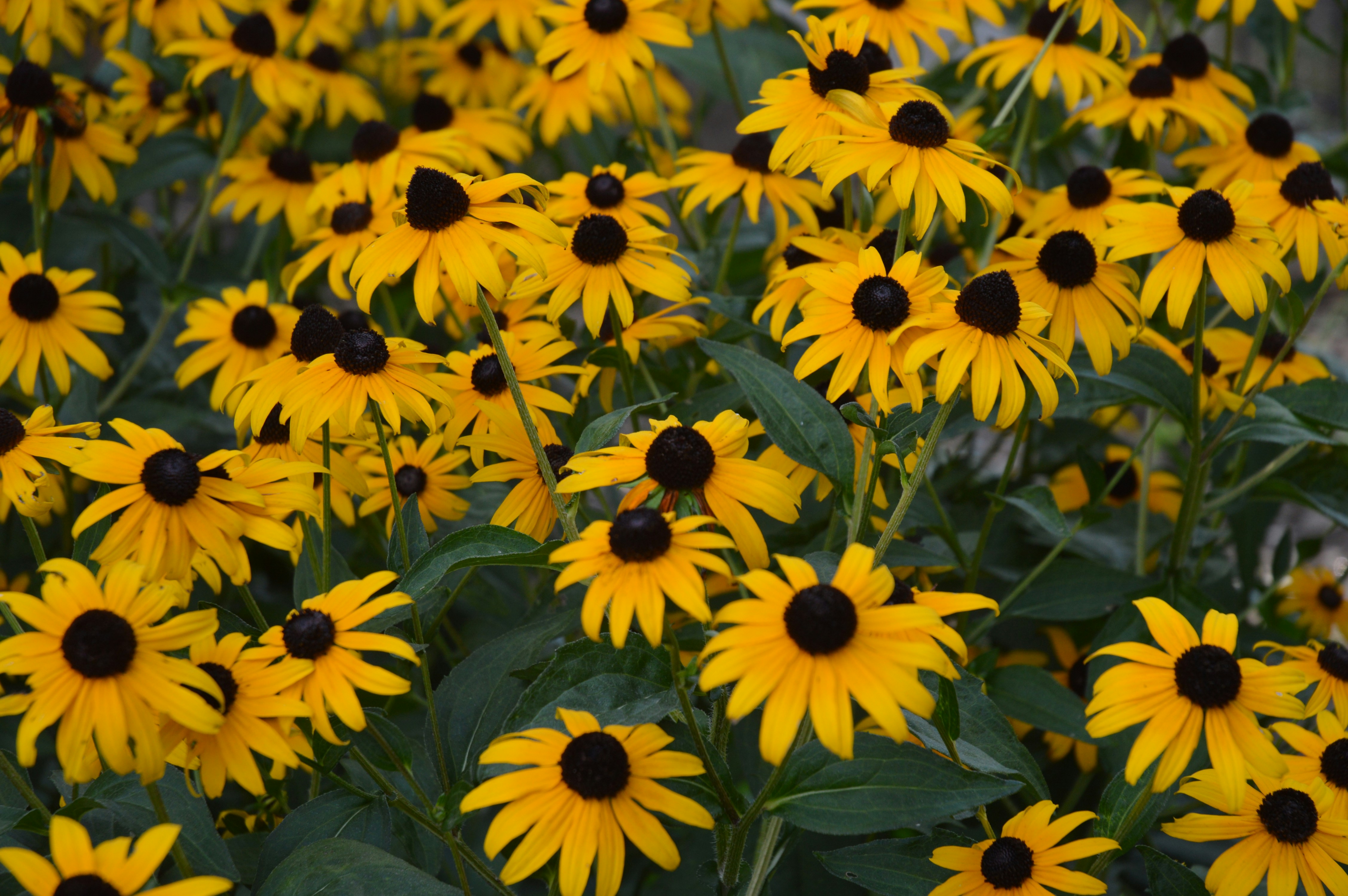 Photo by christopherclass