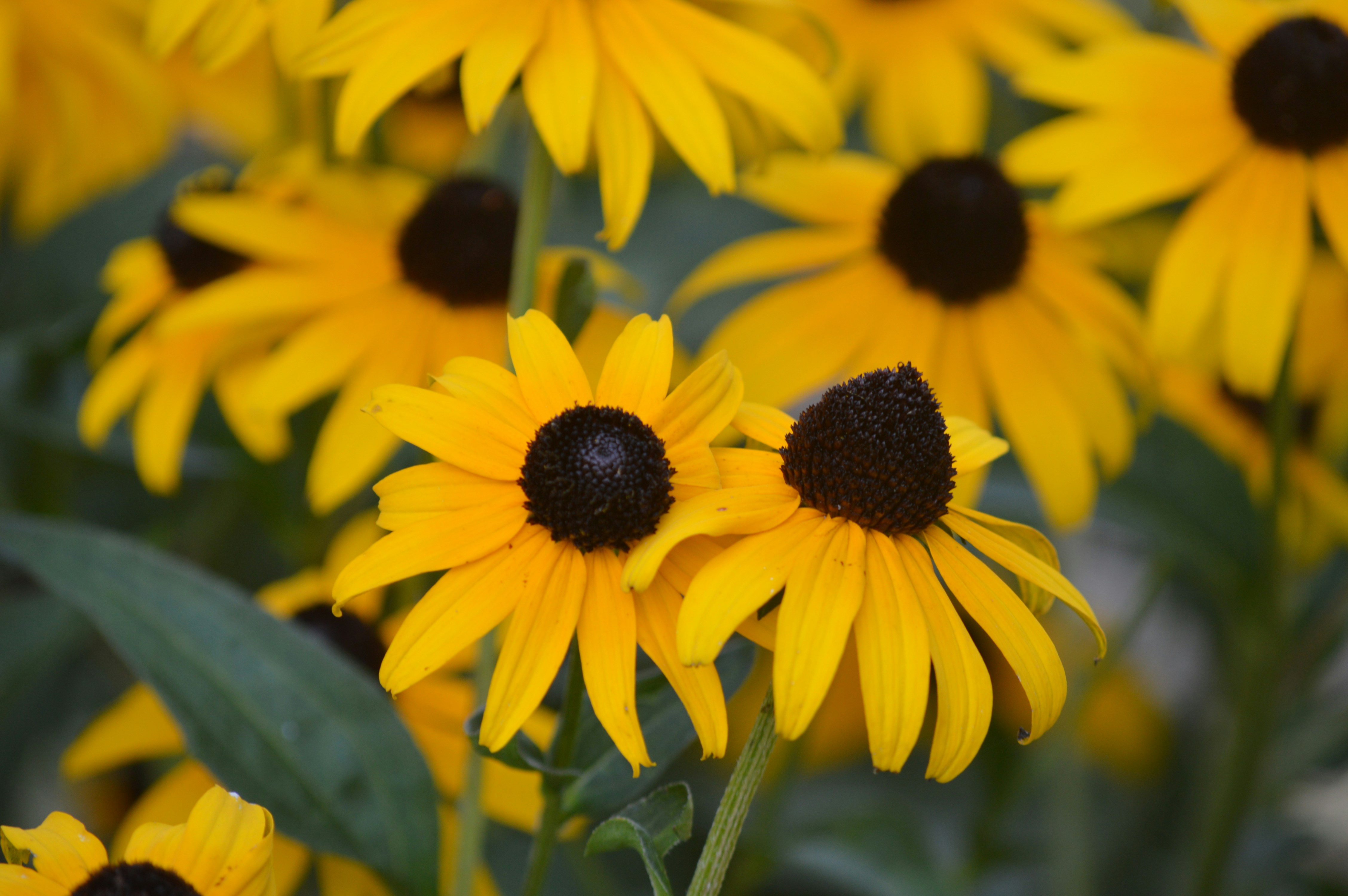 Photo by christopherclass