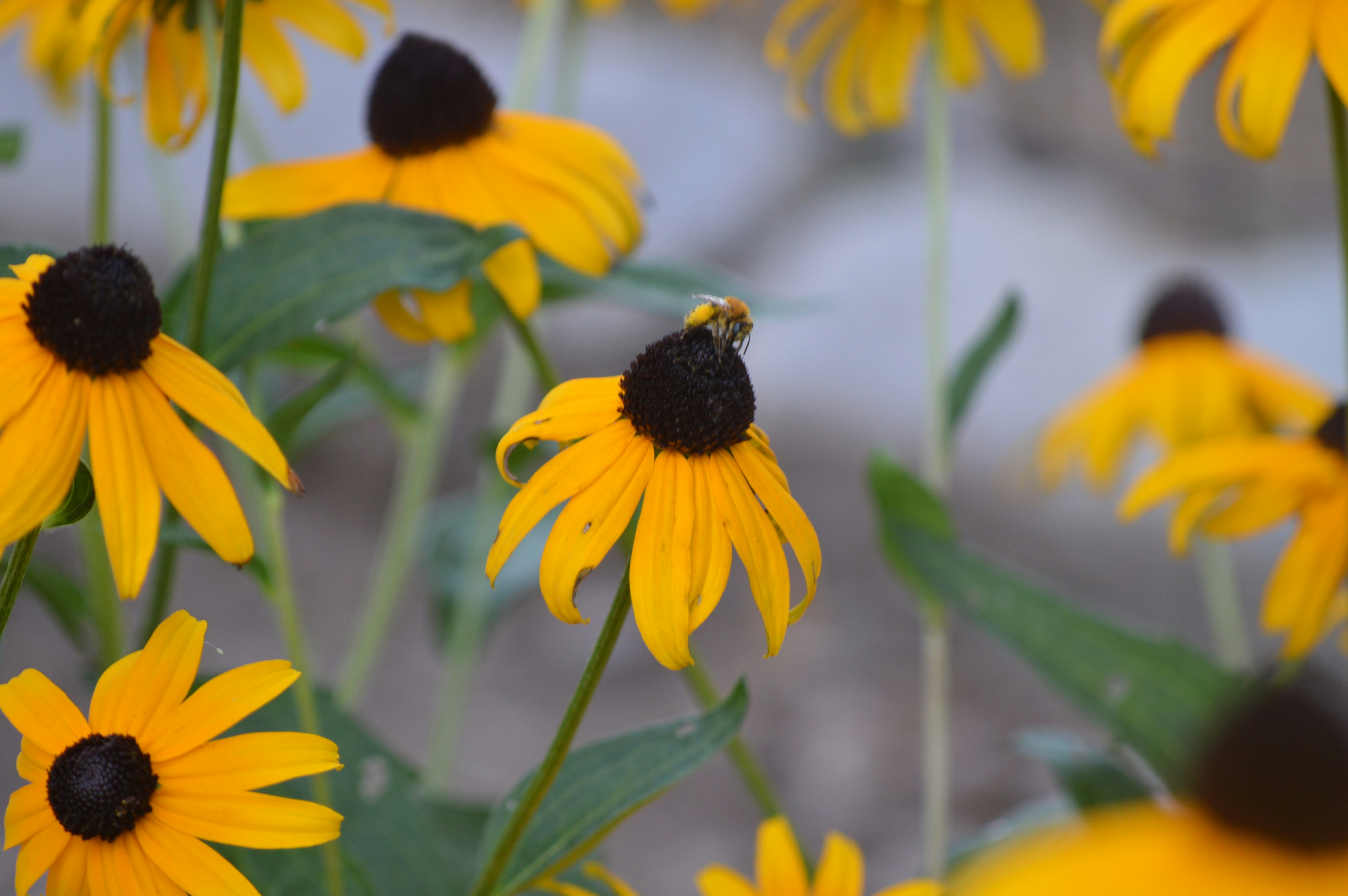 Photo by christopherclass