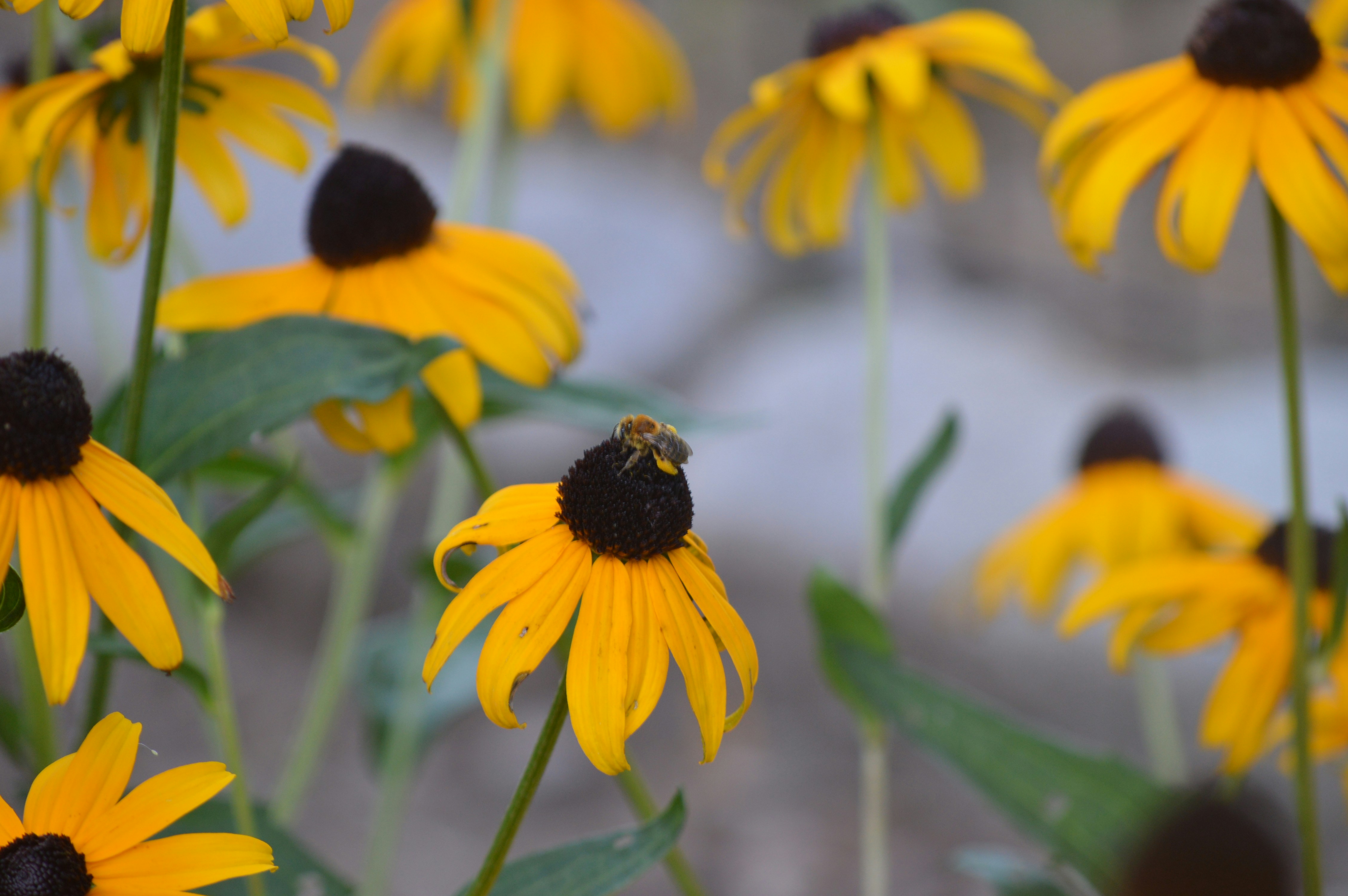 Photo by christopherclass