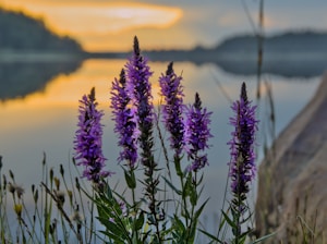 A bunch of purple flowers near a body of water