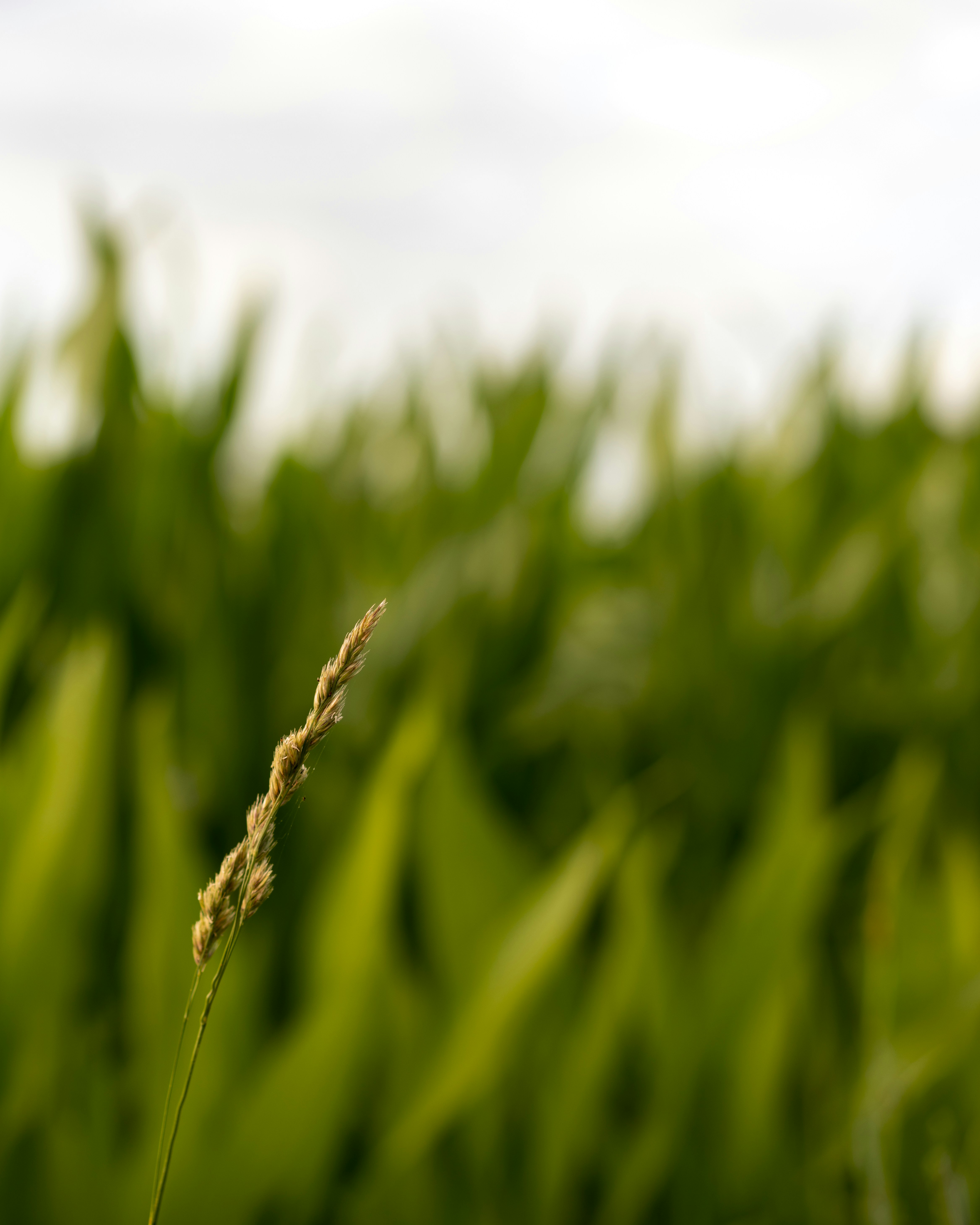 A close up of a plant with a sky in the background