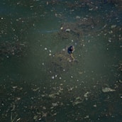 A bird is swimming in a pond of water