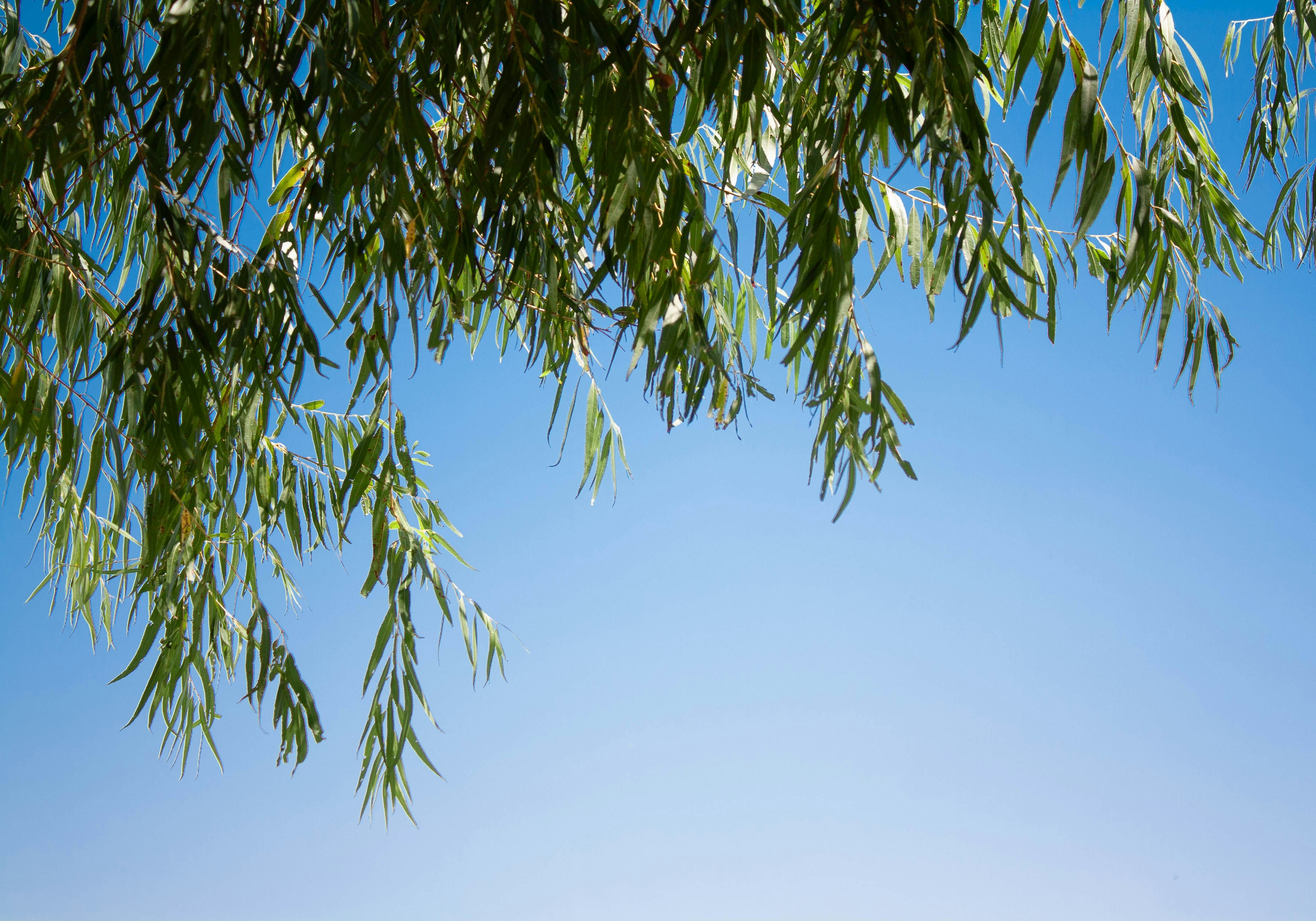 Photo by thelaibaali