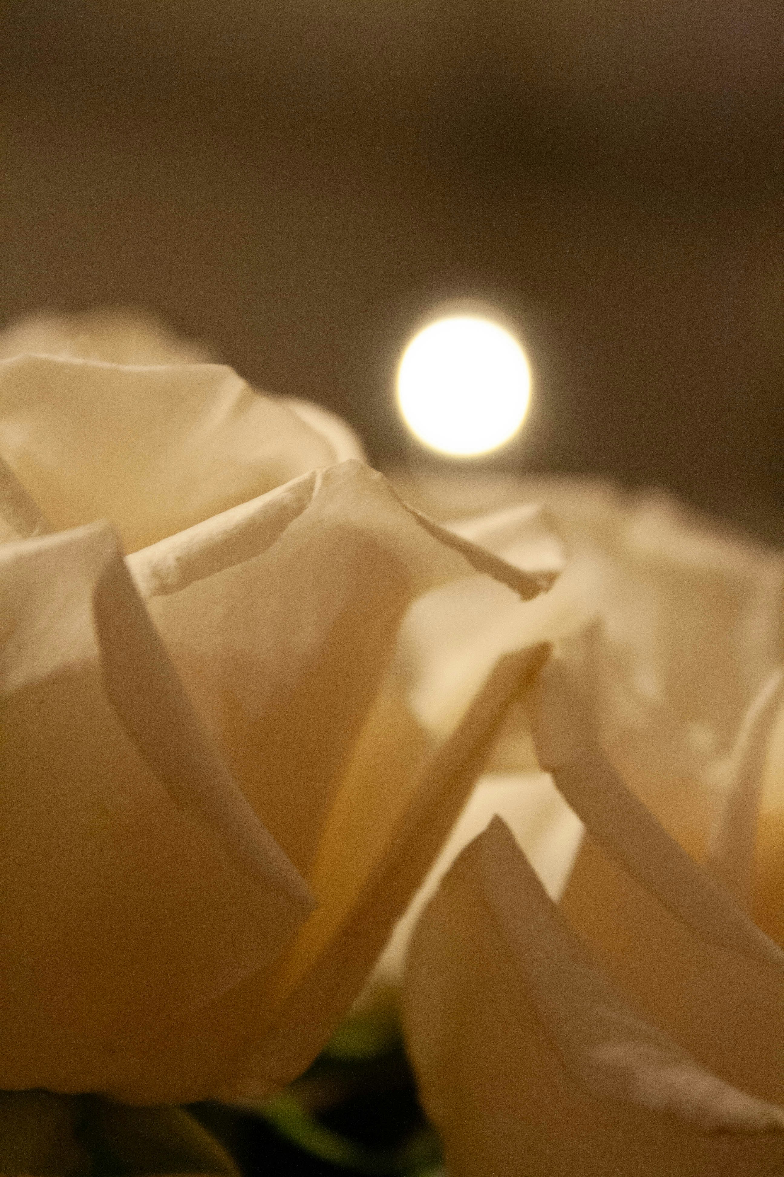 Photo by thelaibaali