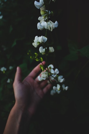A hand holding a bunch of white flowers