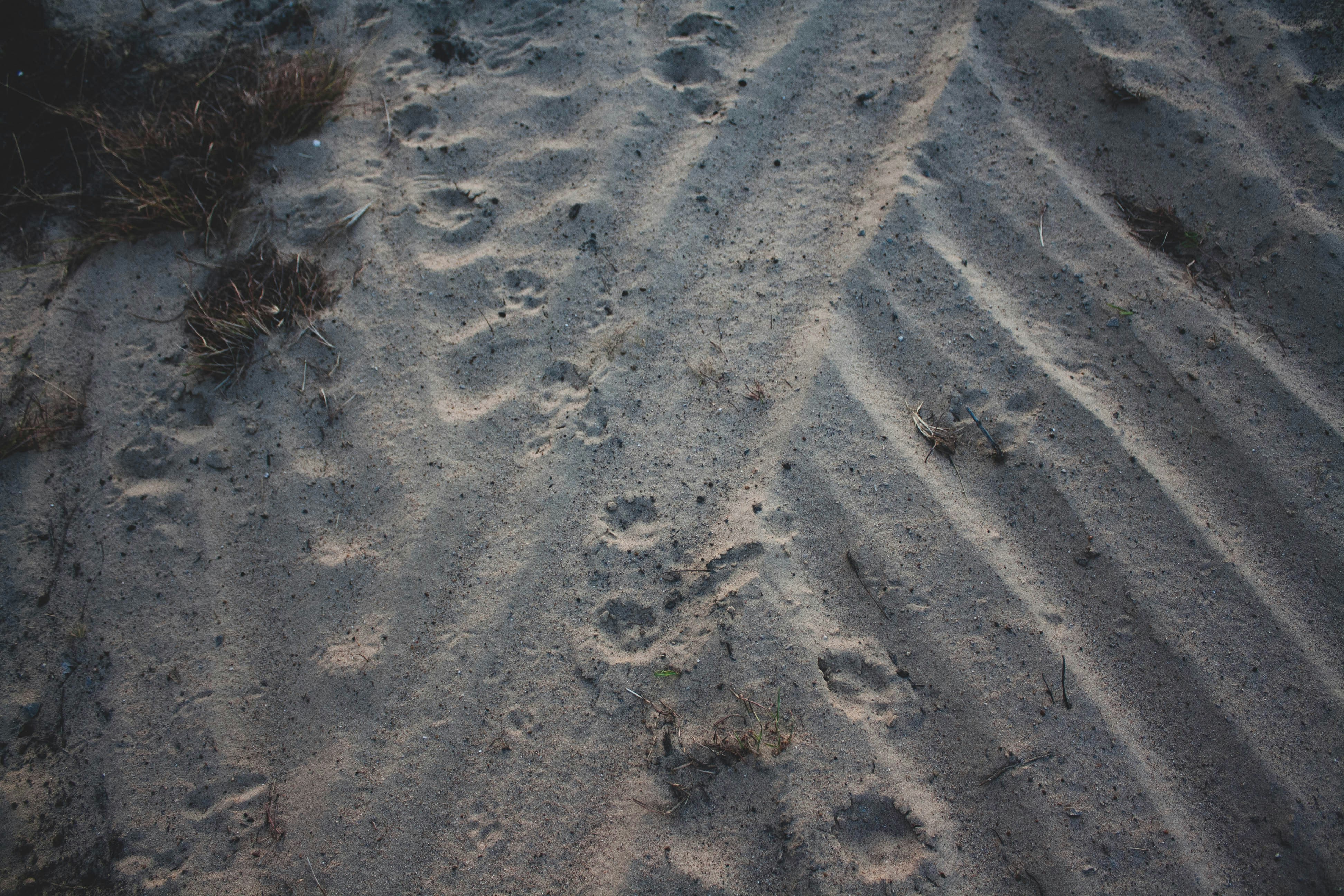 Footprints in the Mud: Tracking the Unseen (image credits: unsplash)