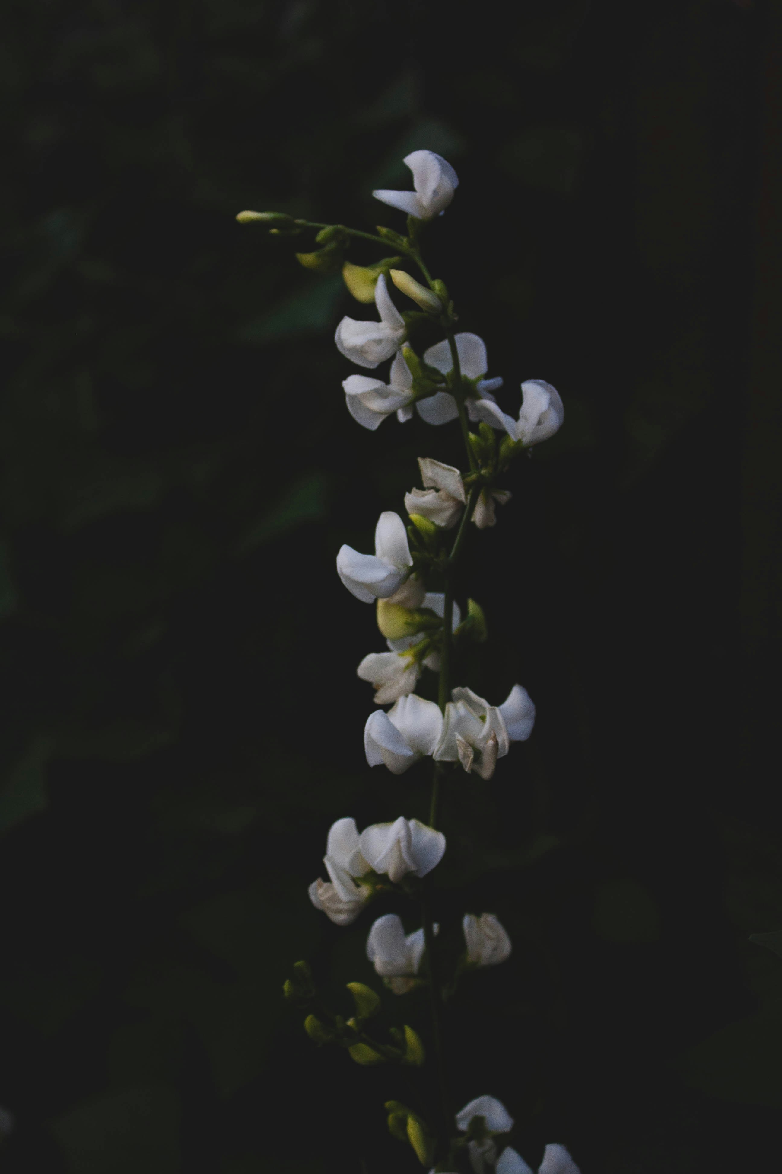 Photo by thelaibaali