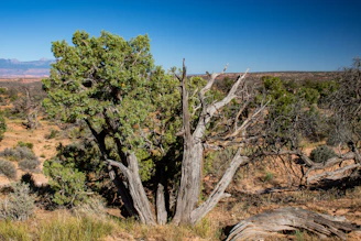 A lone tree in the middle of a desert