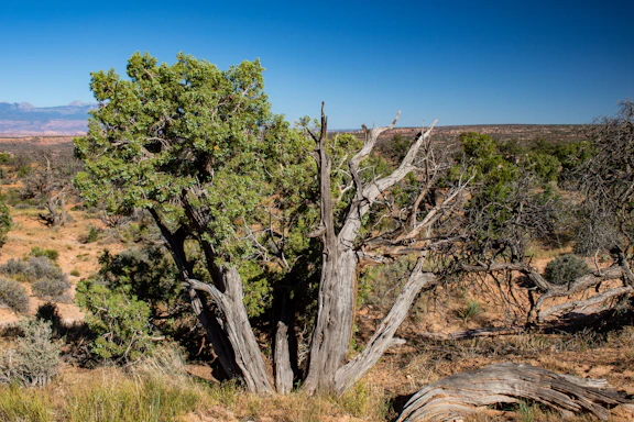 A lone tree in the middle of a desert