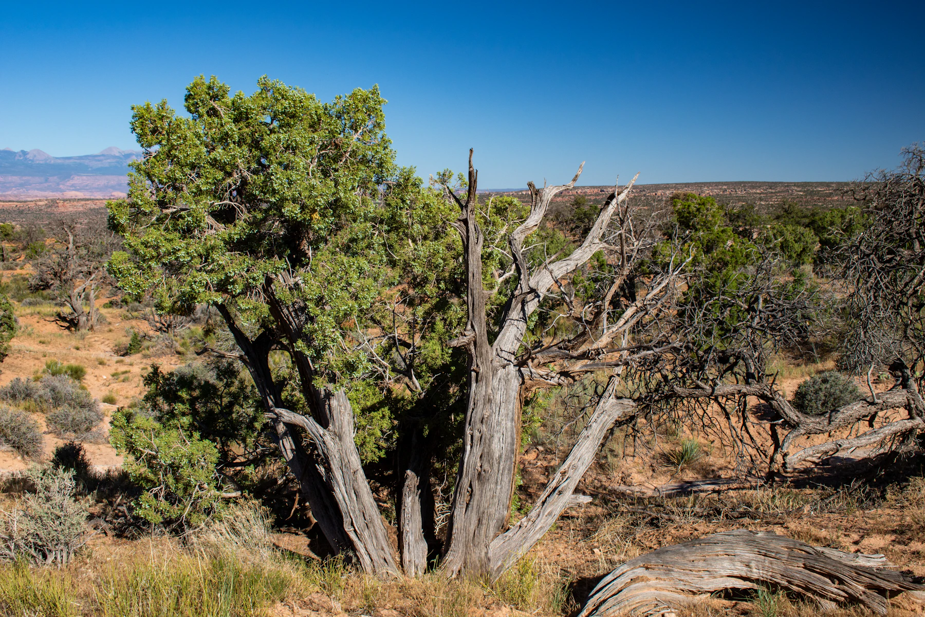 A juniper tree growing in the rocky Utah landscape.