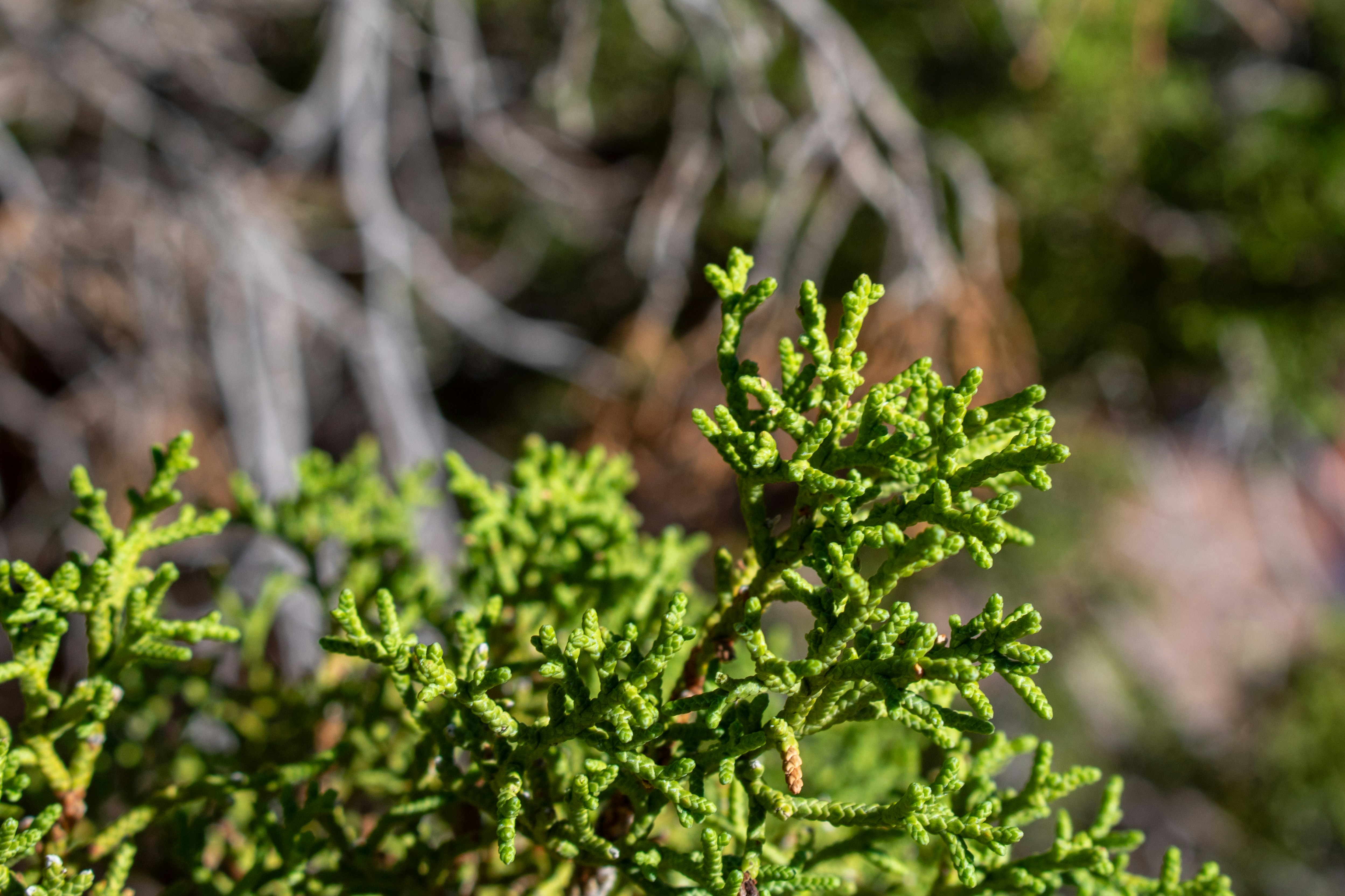 Photo by zoshuacolah